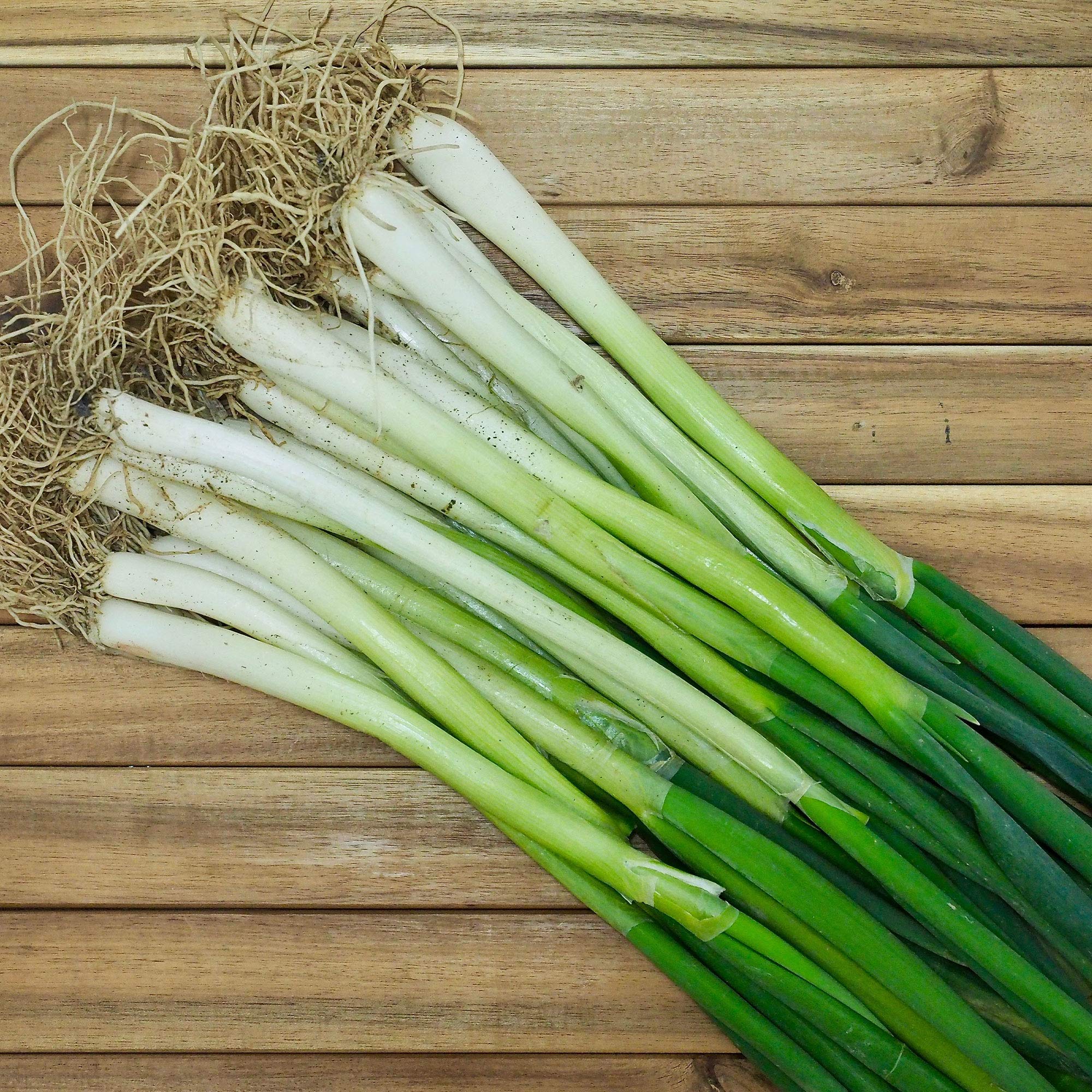 Non-GMO Heirloom Onion Seeds - Southport White Globe Bunching Variety (Allium cepa) - 1 Lb Pack ~144,000 Seeds - Open Pollinated Annual Vegetable Seeds for Farm & Garden - Perfect for Home Gardening, Organic Farming, and Fresh Salad Preparation