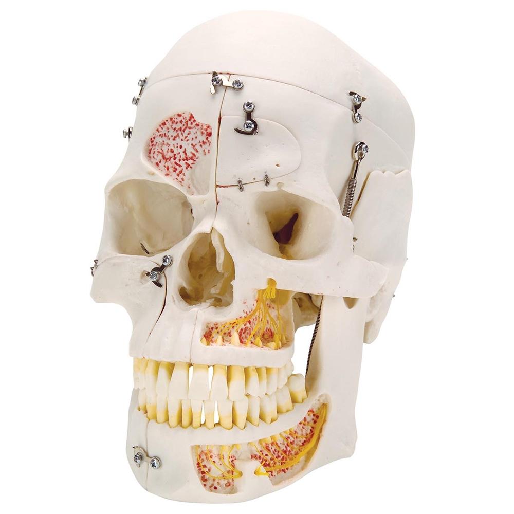 Premium 10-Part Dental Skull Model for Human Anatomy Demonstration - Ideal for Dental Students, Professionals & Medical Education