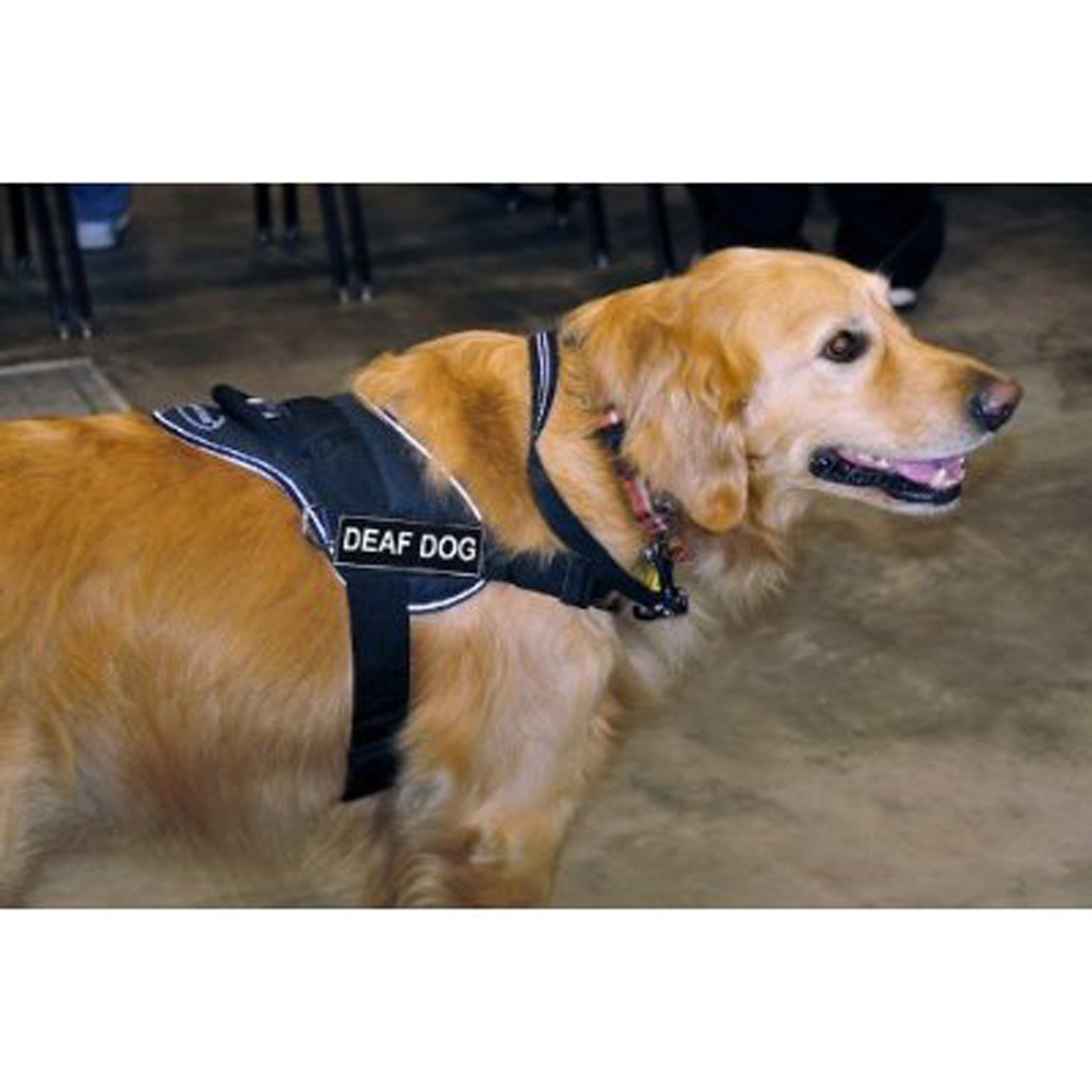 DT Fun Works Reflective Dog Harness for Deaf Dogs - Small (22-27 Inch Girth) - Black with Safety Trim - Perfect for Night Walks & Outdoor Adventures