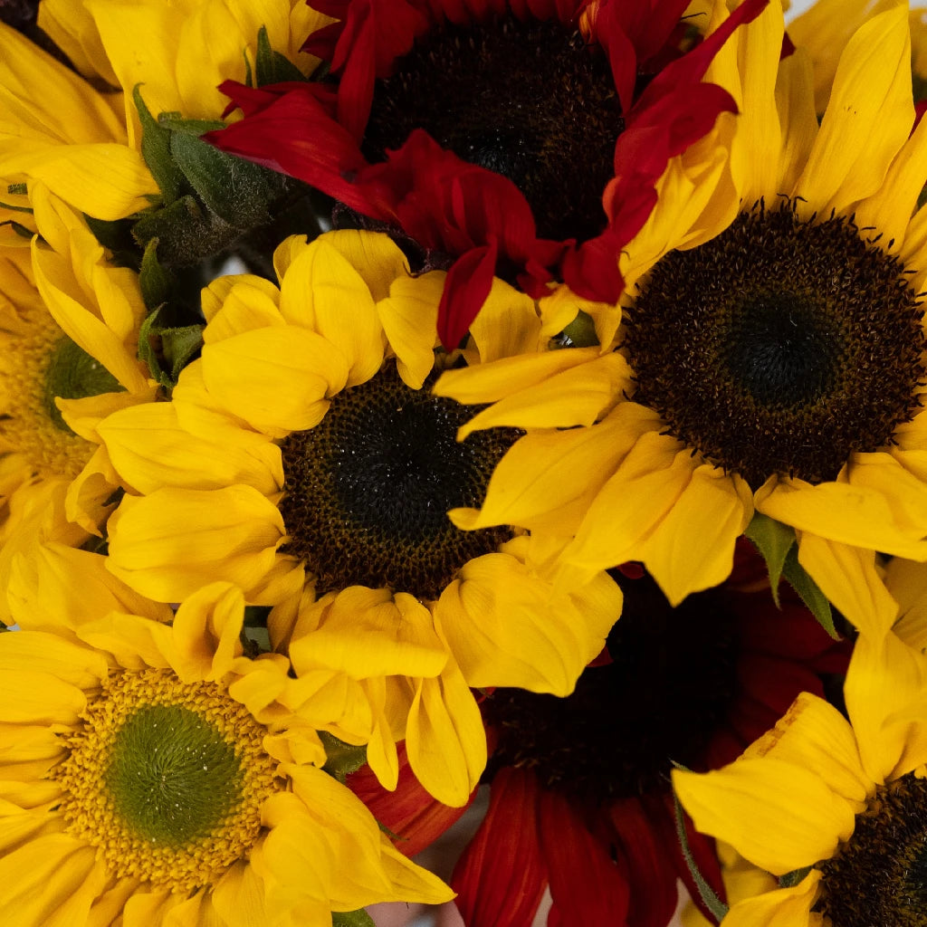 Assorted Sunflowers DIY Flower Arrangement Kit - Fresh Cut Flowers for Home Decor, Weddings, and Events