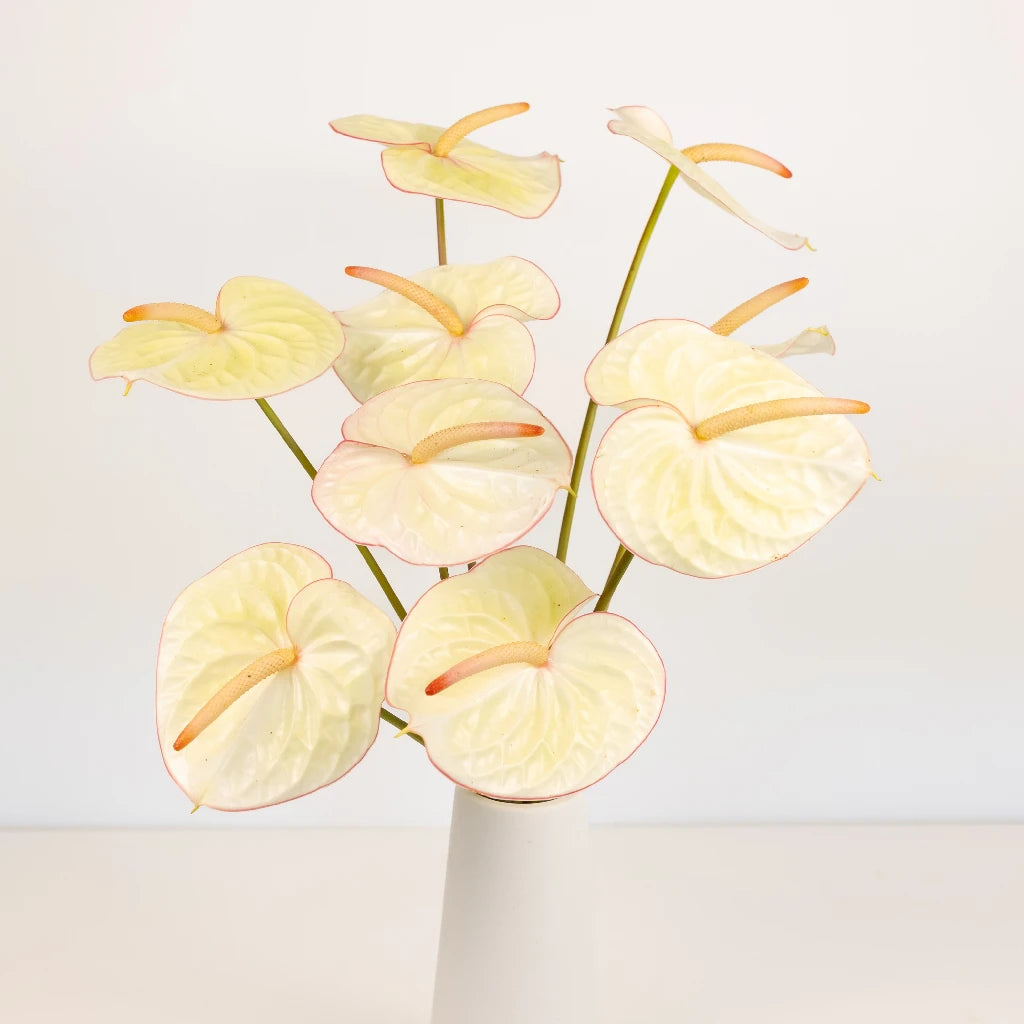 Anthurium Green Tea Tropical Flower - Exotic Live Houseplant for Home & Office Decor, Perfect for Indoor Gardens, Gifts, and Tropical Themes