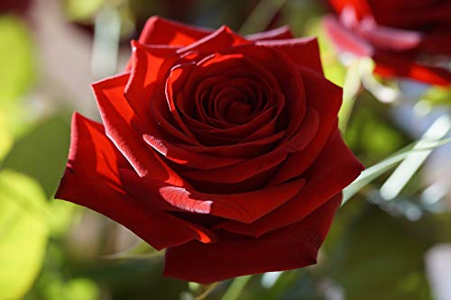 20x30 Inch Laminated Rose Blossom Poster - Vibrant Red Flower Wall Art for Home Decor, Living Room & Bedroom Aesthetic | Durable Framed Art Print Perfect for Gifts