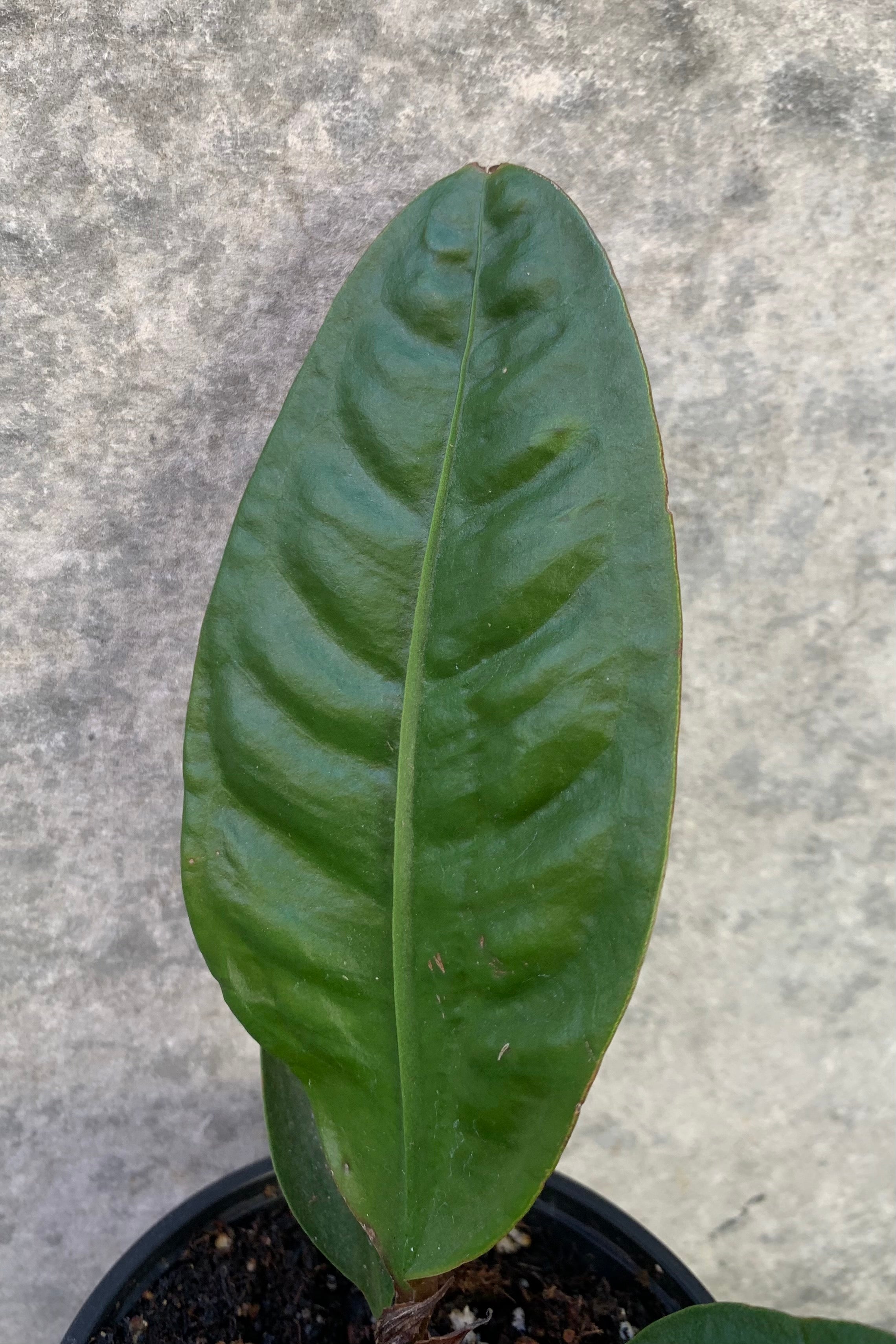 Anthurium Superbum 4