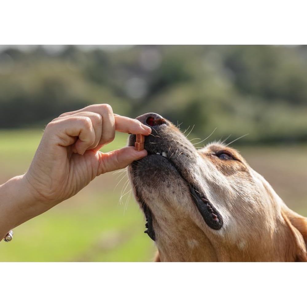 Natures Deli Grain Free Chicken Training Bites - Low Fat Dog Treats for Small & Large Breeds (100g) | Perfect for Obedience Training & Positive Reinforcement