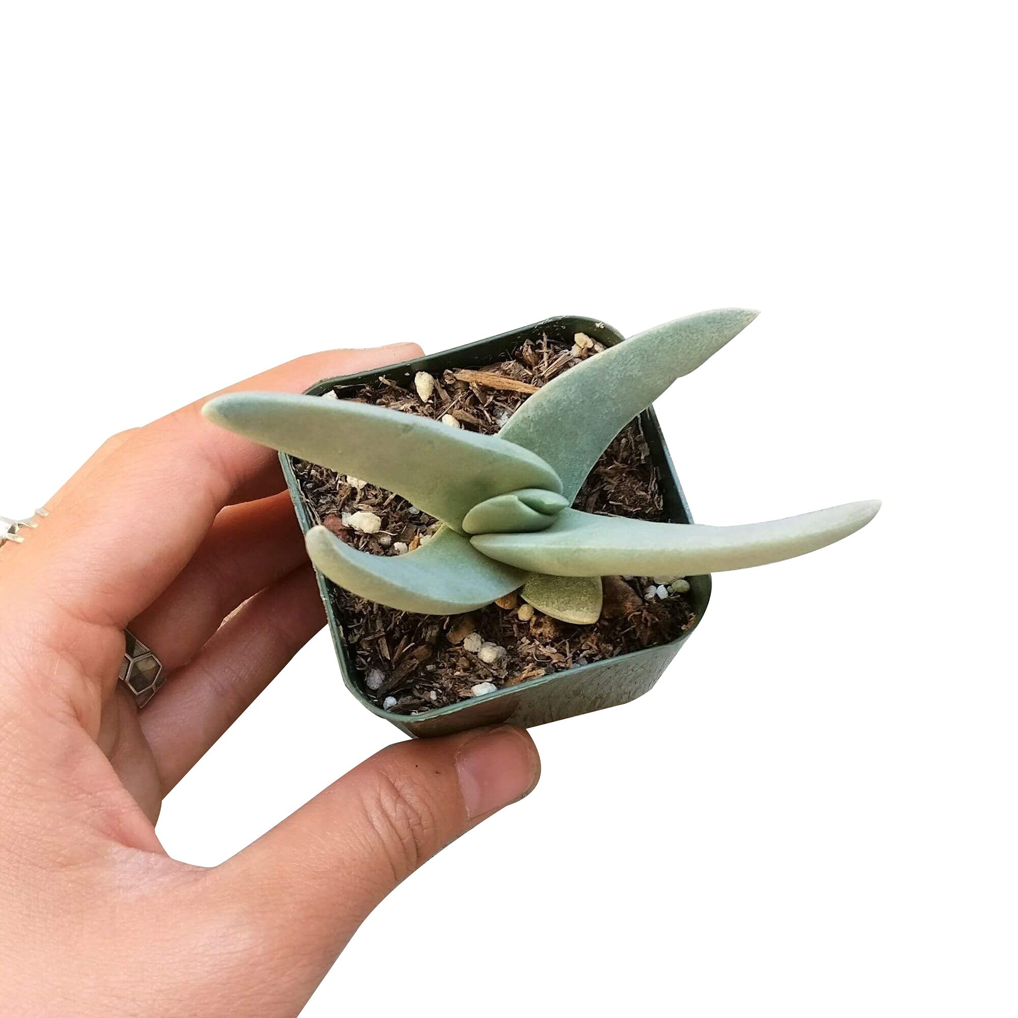 Crassula Falcata Propeller Plant - Live Succulent in 2/4/6 Inch Clay Pot | Easy to Grow Indoor Houseplant | Fully Rooted Air Purifying Plant for Home, Office & Desk Decor