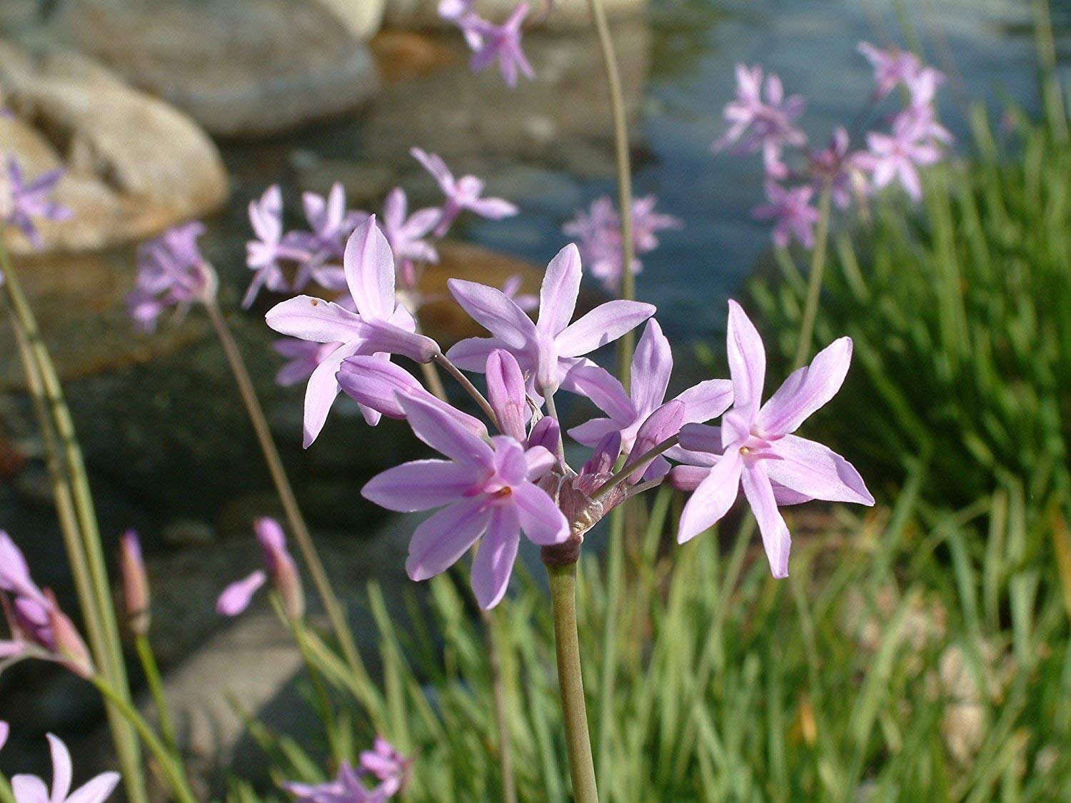 50 Live Society Garlic Plants (Tulbaghia Violacea) - Fragrant Butterfly-Attracting Flowers for Gardens, Borders & Landscaping