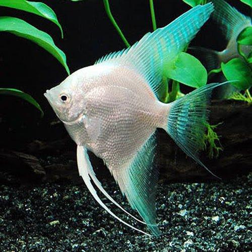 Premium Diamond Angel Fish (Pterophyllum Scalare) - Exotic Freshwater Aquarium Fish for Home & Office Tanks