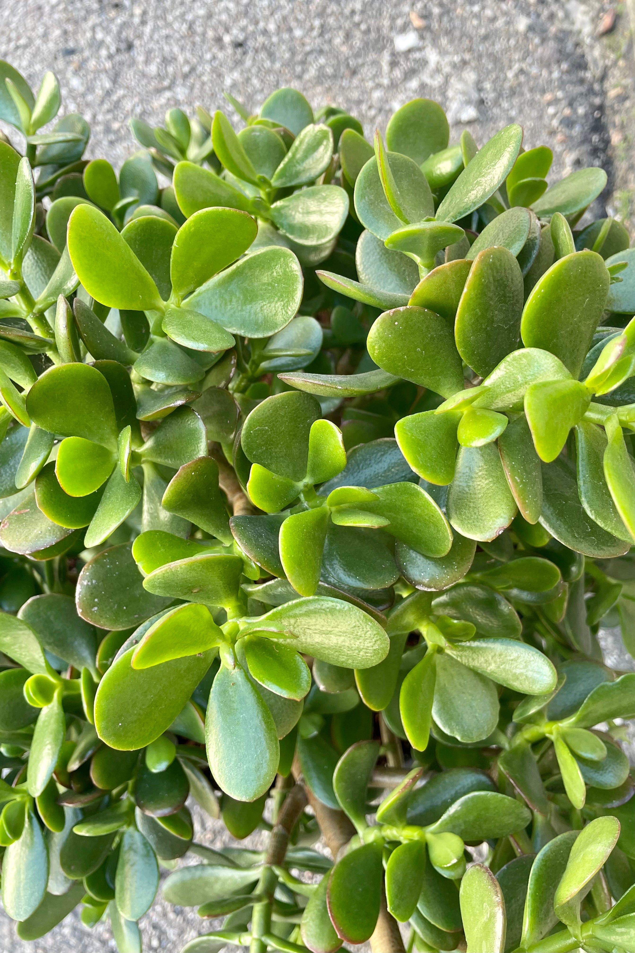 Crassula Ovata Jade Plant - 14 Inch Potted Succulent for Home, Office, and Garden Decor | Perfect for Indoor Greenery and Feng Shui