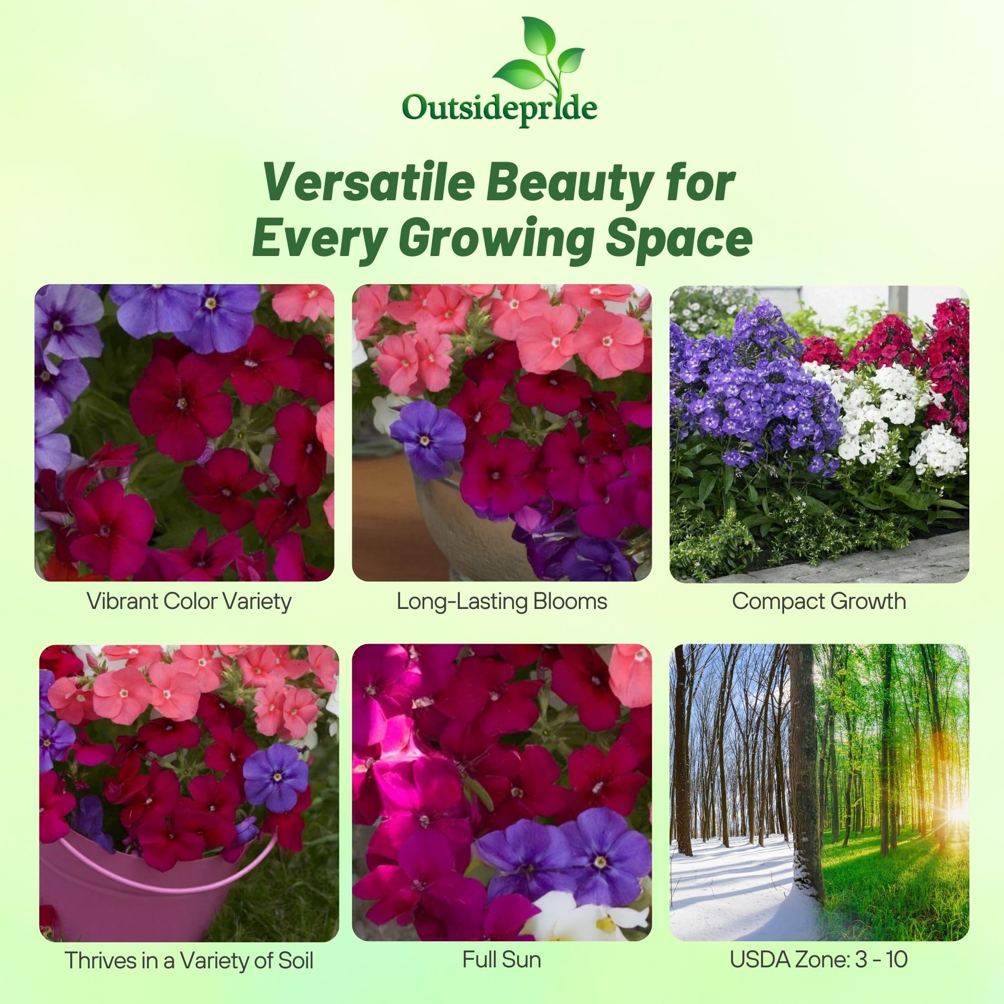 Outsidepride 1000 Seeds Annual Beauty Phlox Flower Seed Mix - Colorful Garden Flowers for Planting, Borders & Landscaping - Attracts Butterflies & Pollinators