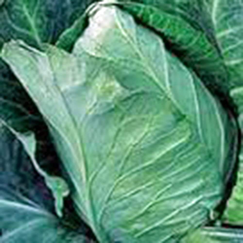 Organic Cabbage Seeds - Early Jersey Wakefield Heirloom Non-GMO (50 Seeds) | Fresh Home Garden Vegetable Planting for Salads, Soups & Healthy Eating
