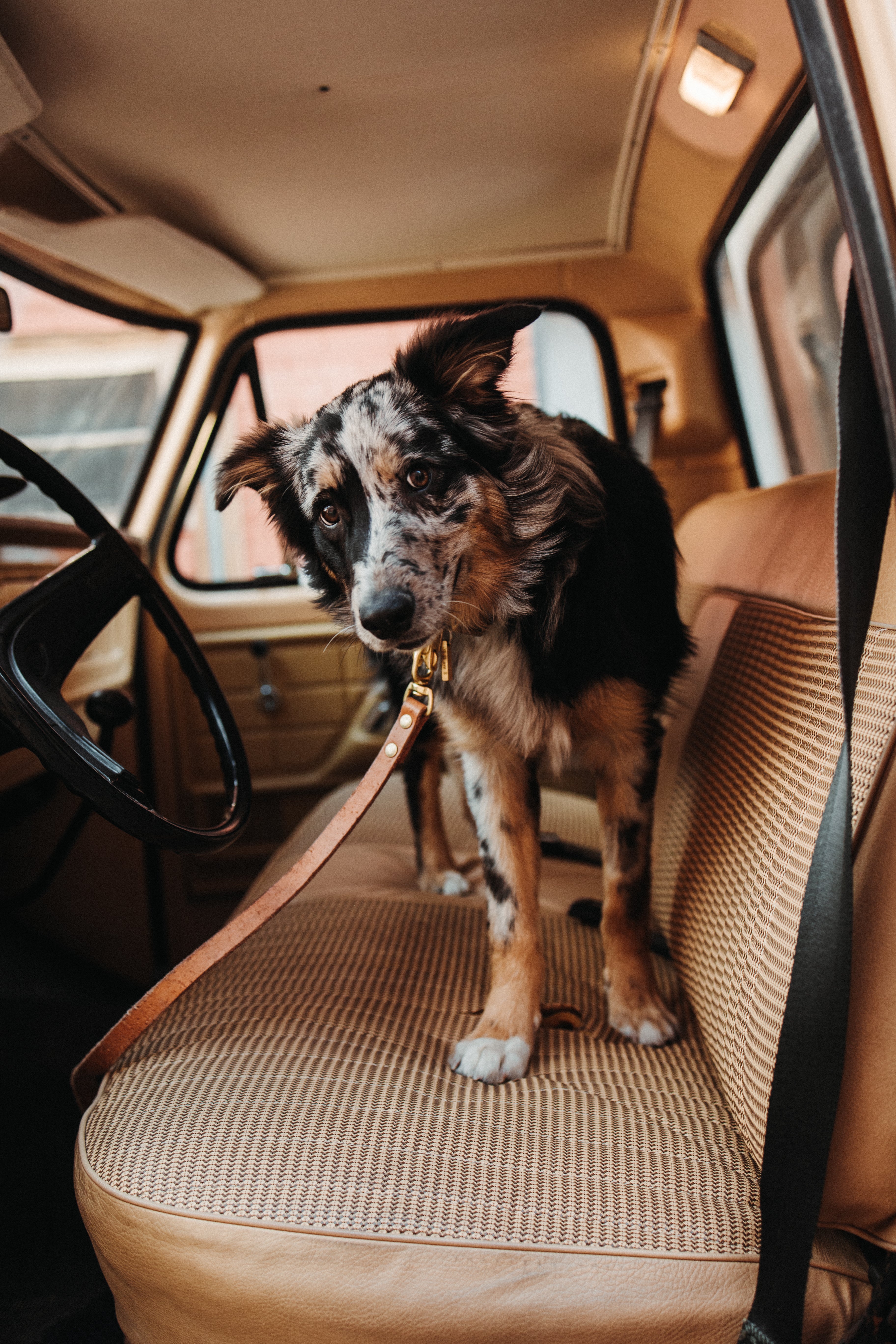 Premium Natural Dog Leash for Medium & Large Dogs - The Jake - Durable & Comfortable for Walking, Running & Outdoor Adventures