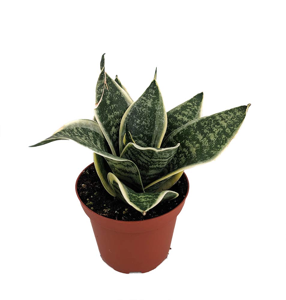 Ocean Star Birdsnest Snake Plant (Sansevieria) - 3.75
