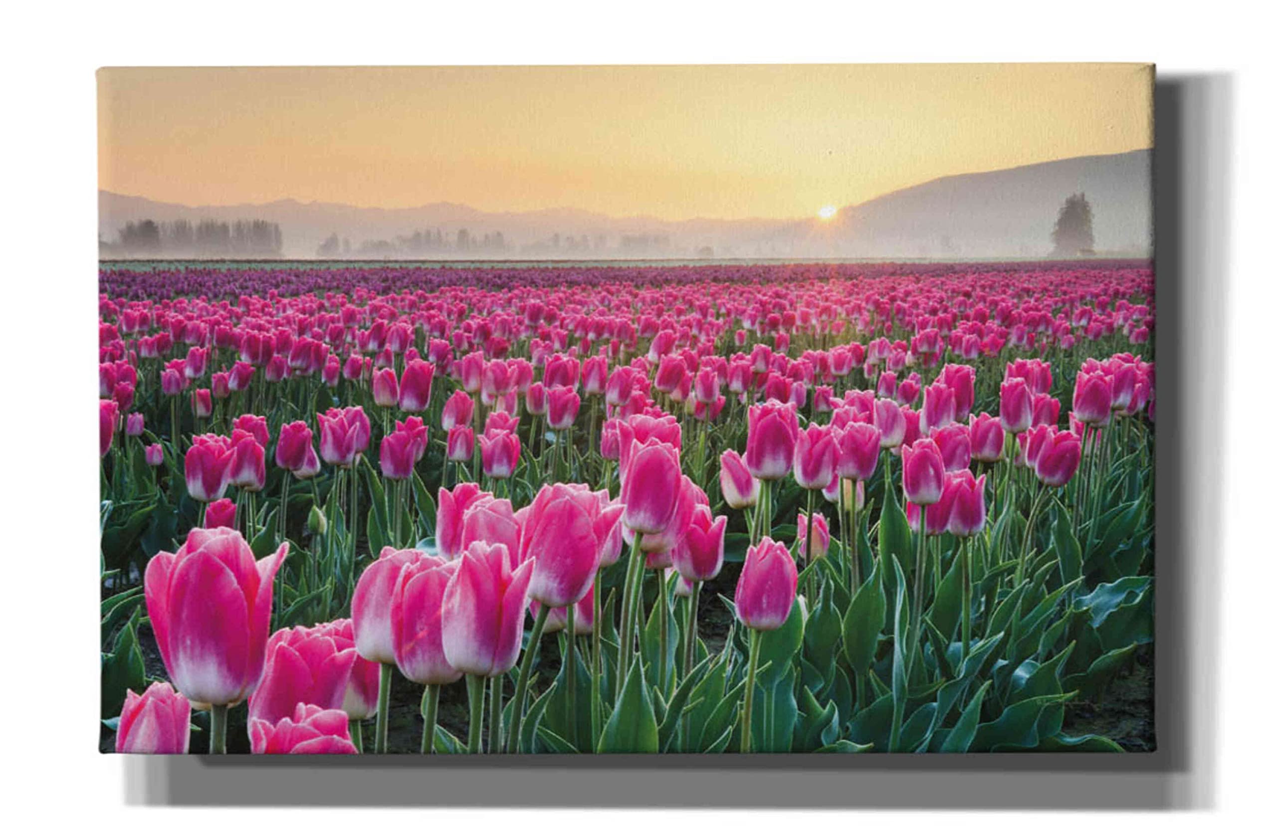 Epic Graffiti 'Skagit Valley Tulips I' by Alan Majchrowicz - Premium Giclee Canvas Wall Art Print 40x26 Inches - Floral Home Decor for Living Room, Bedroom & Office