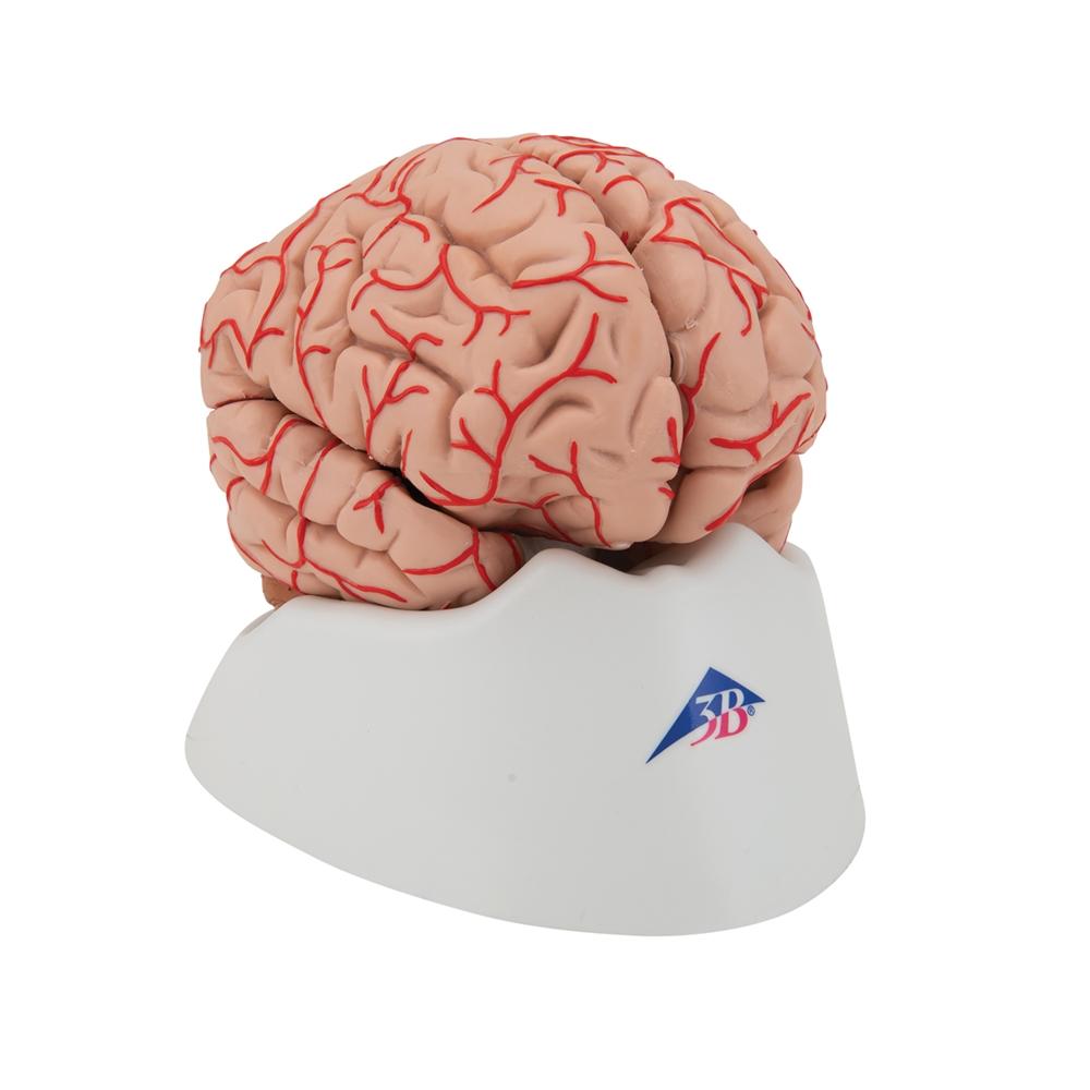 9-Part Human Brain Model with Arteries - Detailed Anatomy Study Tool for Medical Students & Educators