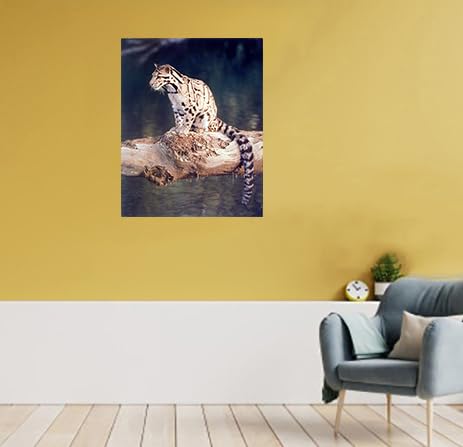 Wild Snow Leopard Big Cat Animal Wall Art Print - 16x20 Inches Framed Poster - Perfect for Living Room, Bedroom & Office Decor