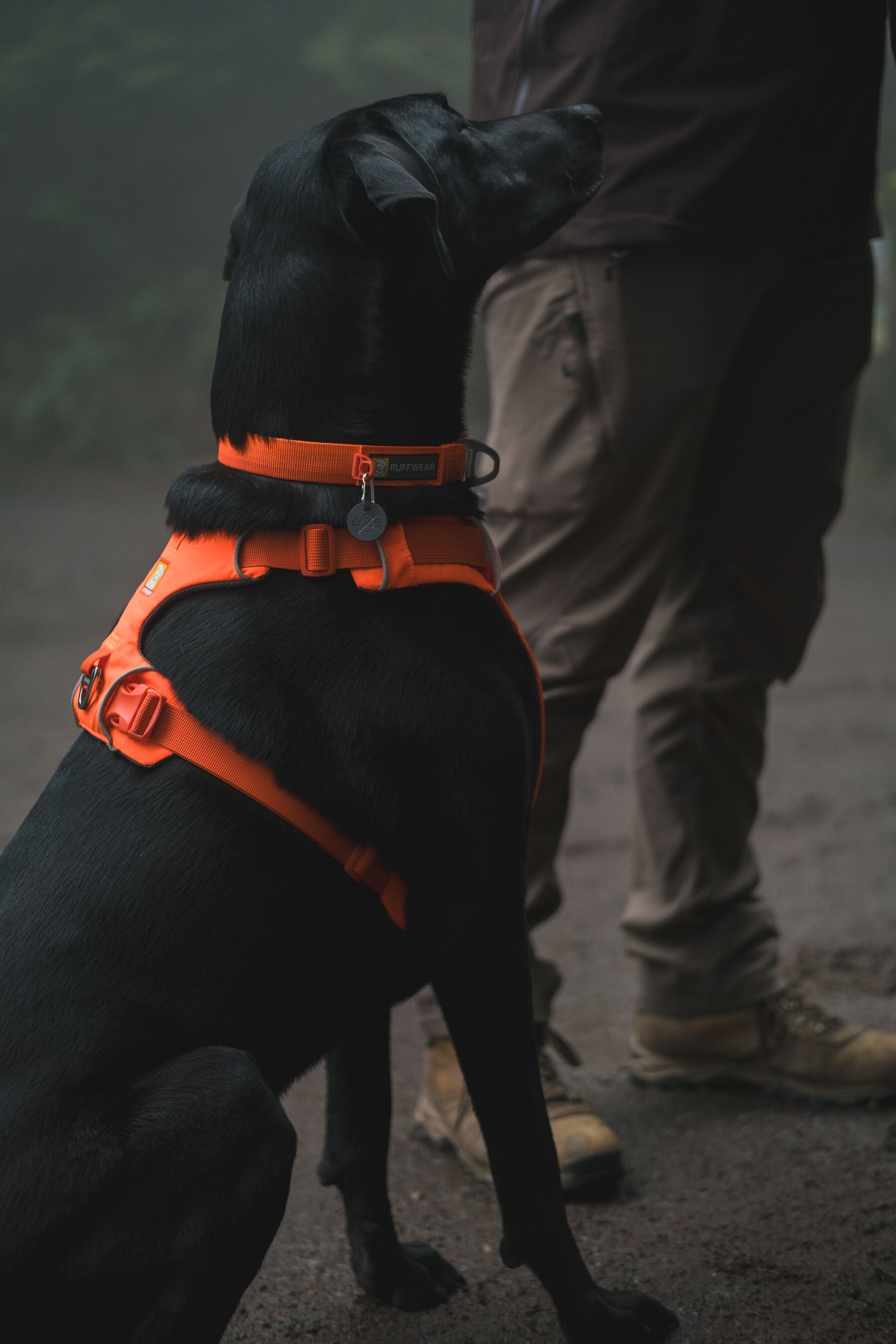 Ruffwear Front Range Dog Harness - Blaze Orange Reflective Vest for Medium & Large Dogs | Perfect for Hiking, Running & Outdoor Adventures