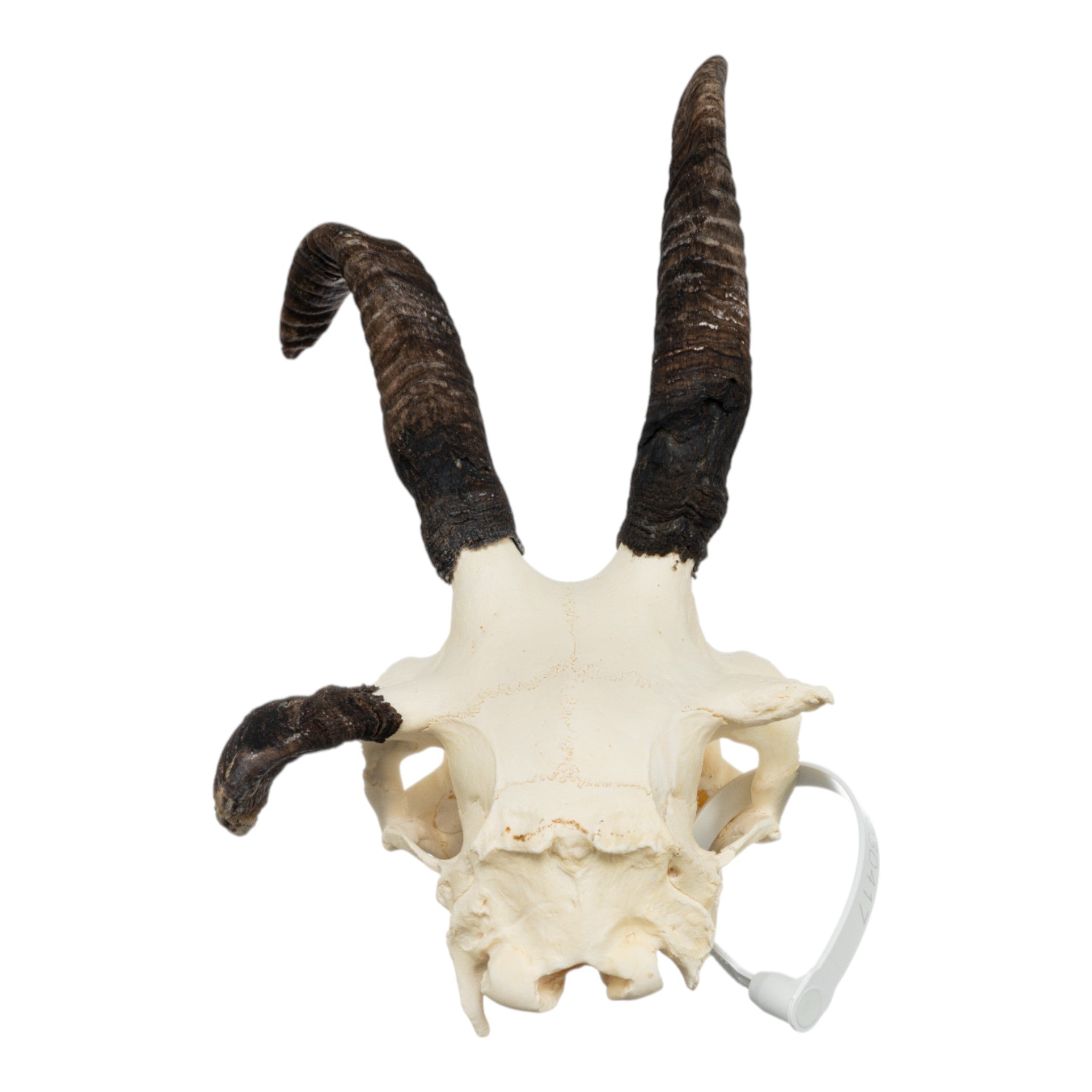 Authentic Four-Horned Jacob Sheep Skull - Rare Taxidermy Specimen for Home Decor, Gothic Display & Educational Use