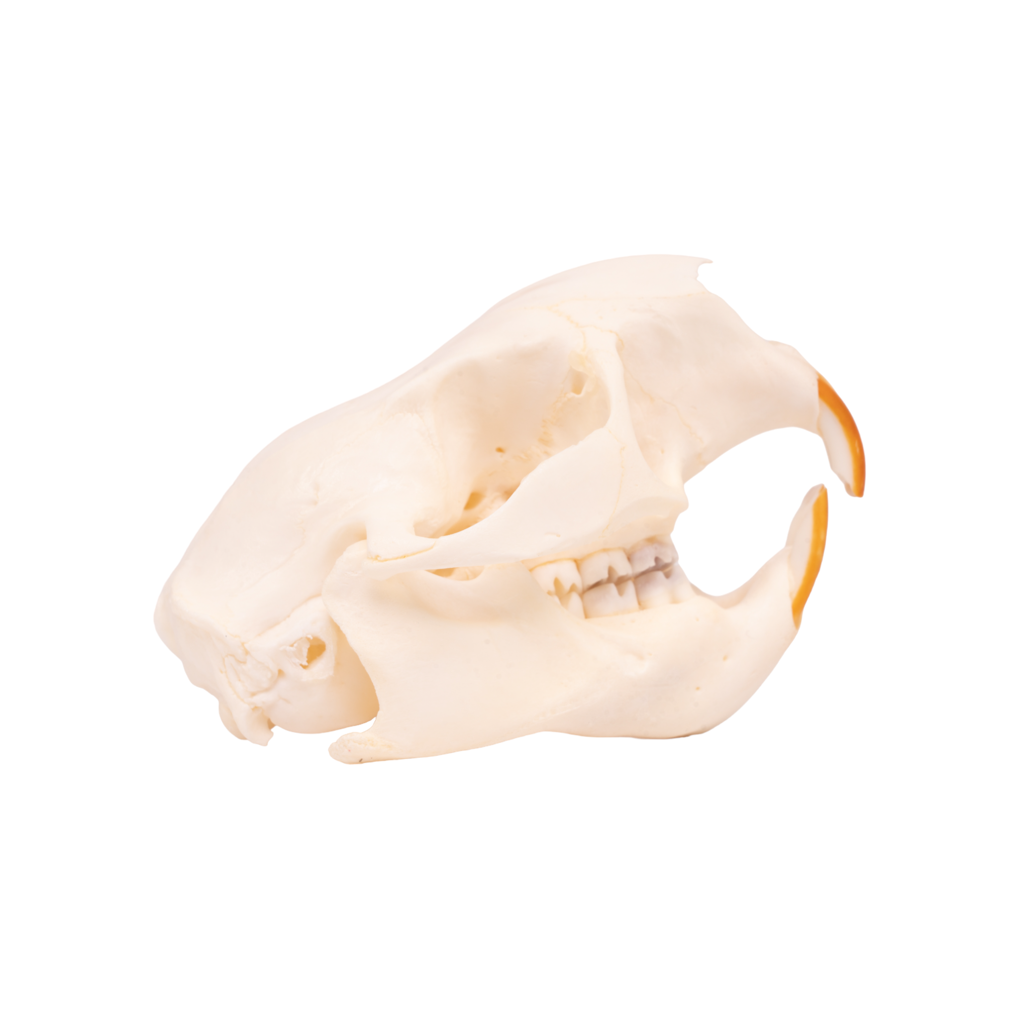 Authentic North American Porcupine Skull - Adolescent Specimen for Science Study, Taxidermy Collection & Gothic Decor | Perfect for Biology Classrooms, Oddity Cabinets & Halloween Displays