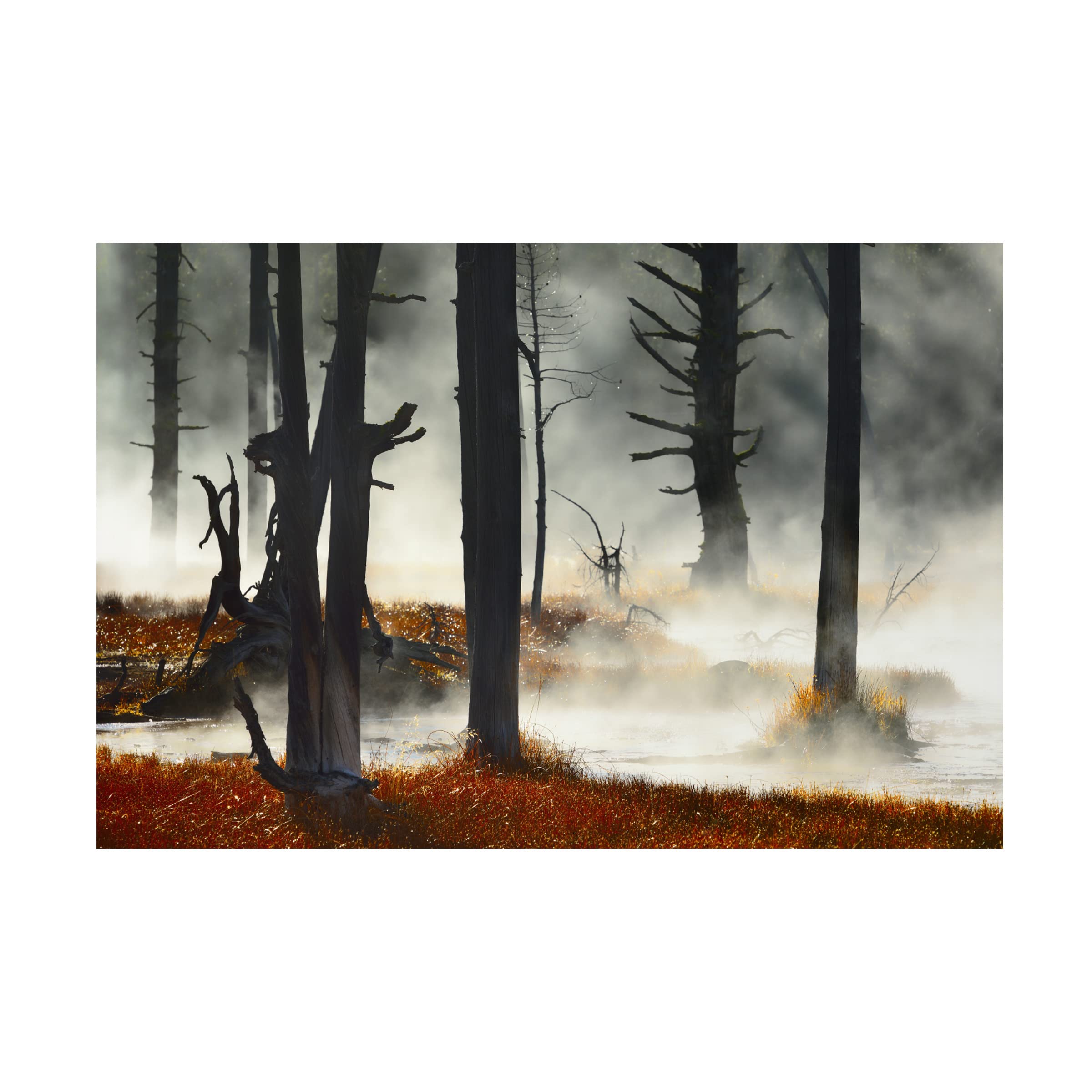 Deadwood Canvas Art Print by Izodor Gasperlin - Premium Trademark Fine Art Wall Decor for Living Room, Bedroom & Office
