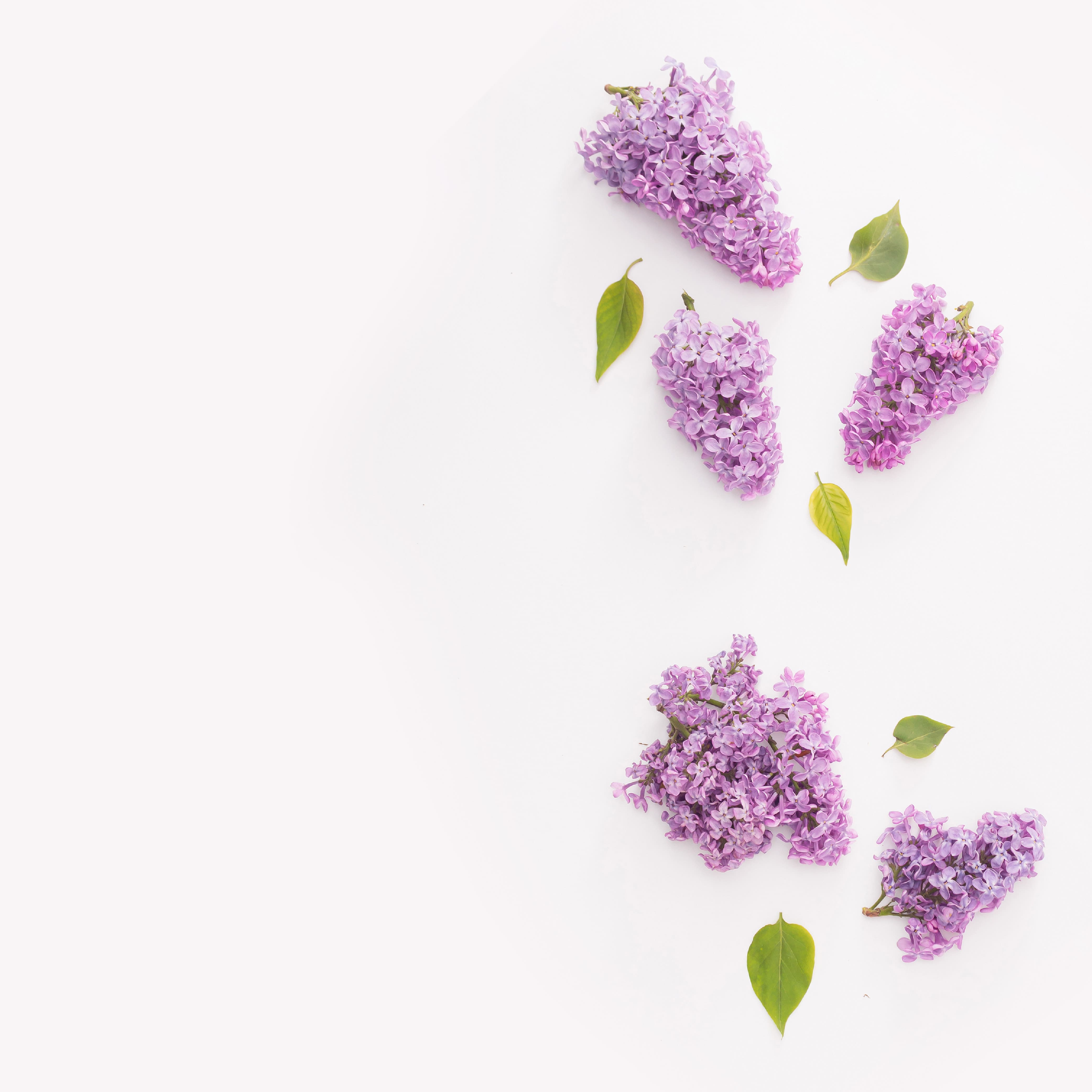 NO. 67 Fragrance Oil for Soaps & Candles - Spa Retreat Scent - Aromatherapy Essential Oil for Relaxation, Bath & Massage - Perfect for Home Spa, Yoga & Meditation
