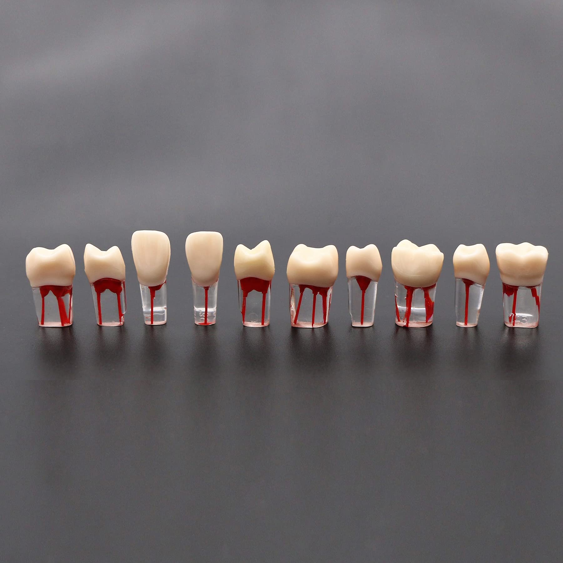10 Pcs Dental Teeth Model for RCT Practice - Tooth Block with Pulp Cavity for Dental Teaching & Study - Perfect for Dental Students, Professionals & Training Classes