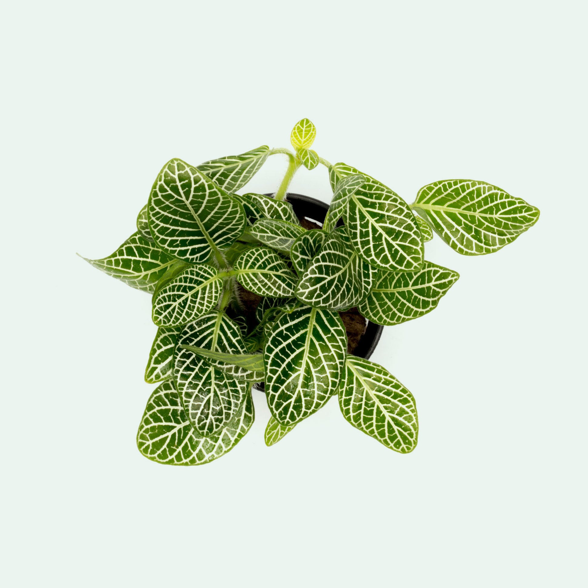 Fittonia Albivenis (Nerve Plant) - Low Light Indoor Houseplant for Home, Office & Terrarium Decor | Perfect for Tabletop, Shelf & Bathroom Plants
