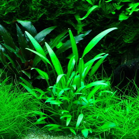 TCulture Cryptocoryne Willisii Live Aquatic Plant for Aquarium - Perfect for Freshwater Fish Tanks, Aquascaping & Low-Tech Planted Aquariums
