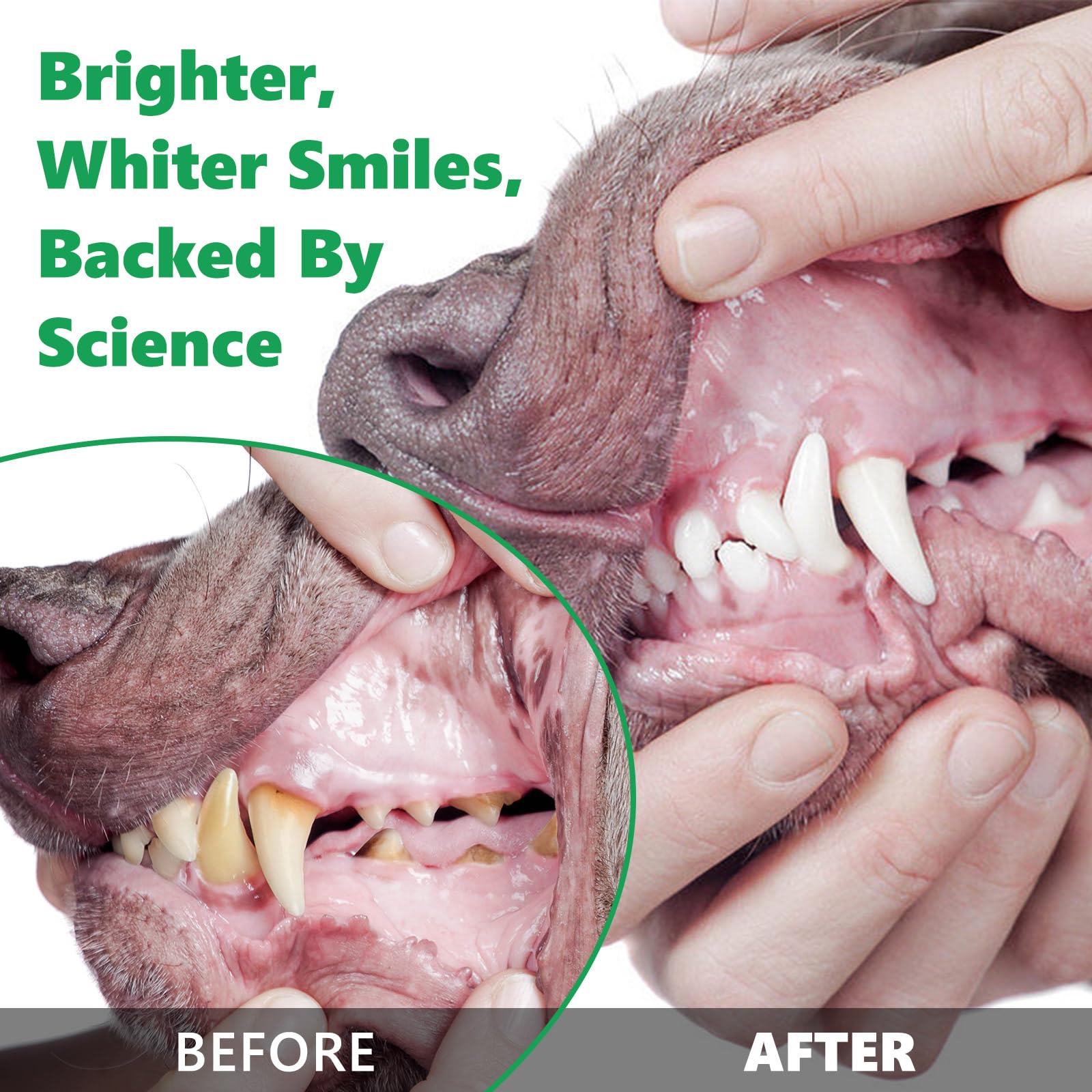 Natural Dog Teeth Cleaning Powder with Probiotics - Freshens Breath, Reduces Plaque & Tartar for Small, Medium & Large Dogs - 50g Dental Care for Healthy Gums & Fresh Breath at Home or Travel