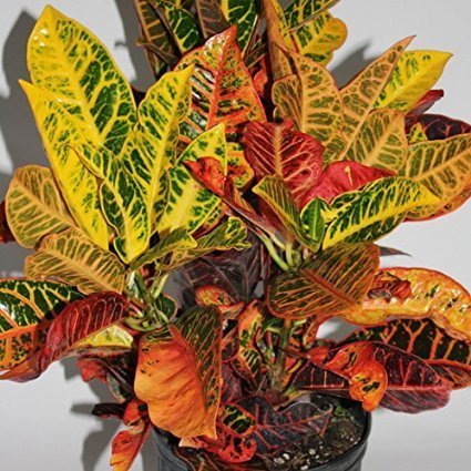 Codiaeum Variegatum Petra - 6 Inch Croton Plant | Unique Houseplant from Jmbamboo | Perfect for Home Decor, Office Plants & Indoor Gardening
