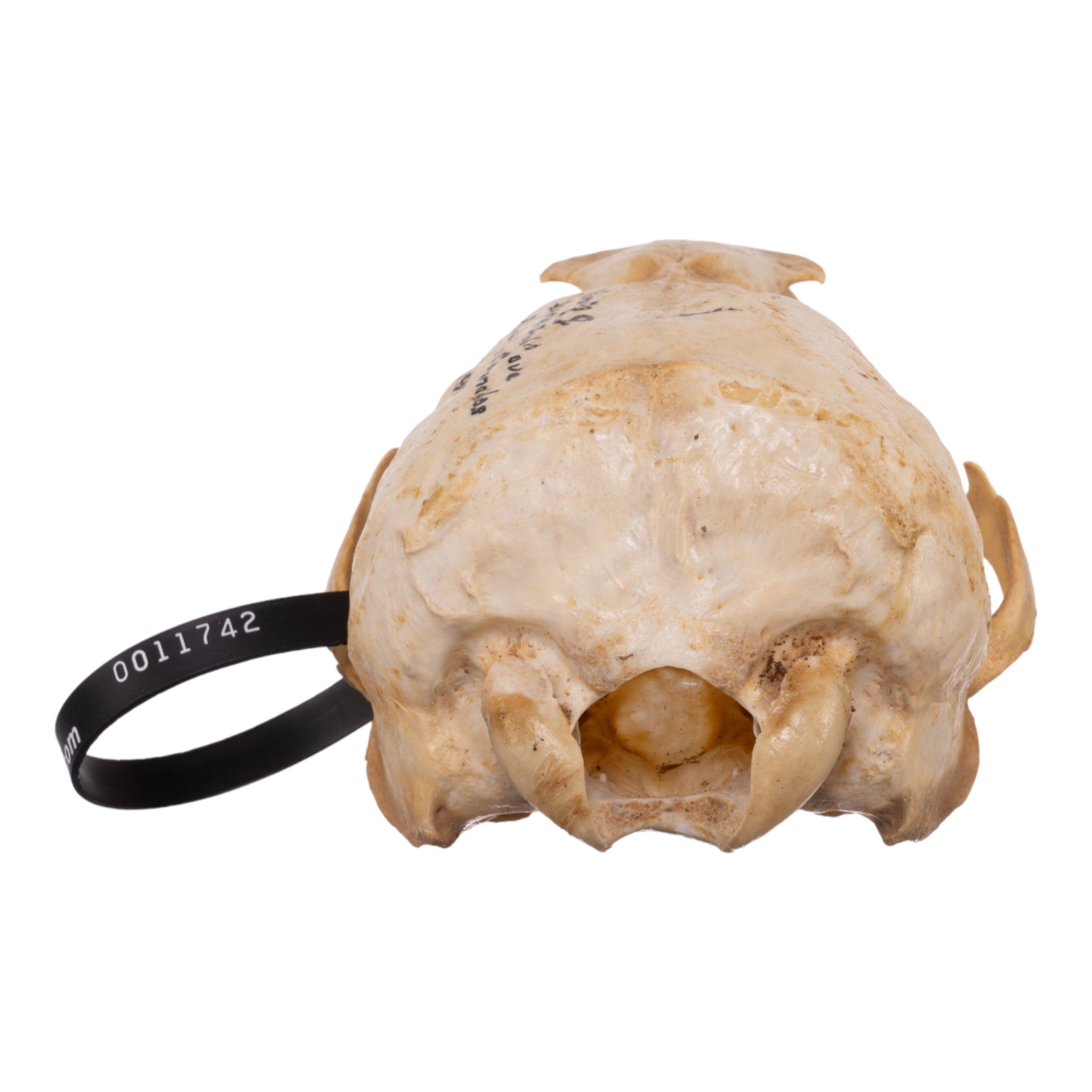 Authentic Female Sea Lion Skull - Rare Marine Mammal Specimen for Scientific Study, Taxidermy Collections & Gothic Decor