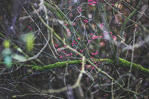 Vibrant Red Forest Pink Nature Woods Green Laminated Poster - 20x30 Inch Home Decor with Bright Colors & Vivid Imagery - Perfect for Living Room, Bedroom, Office Wall Art - Fits Standard Picture Frames