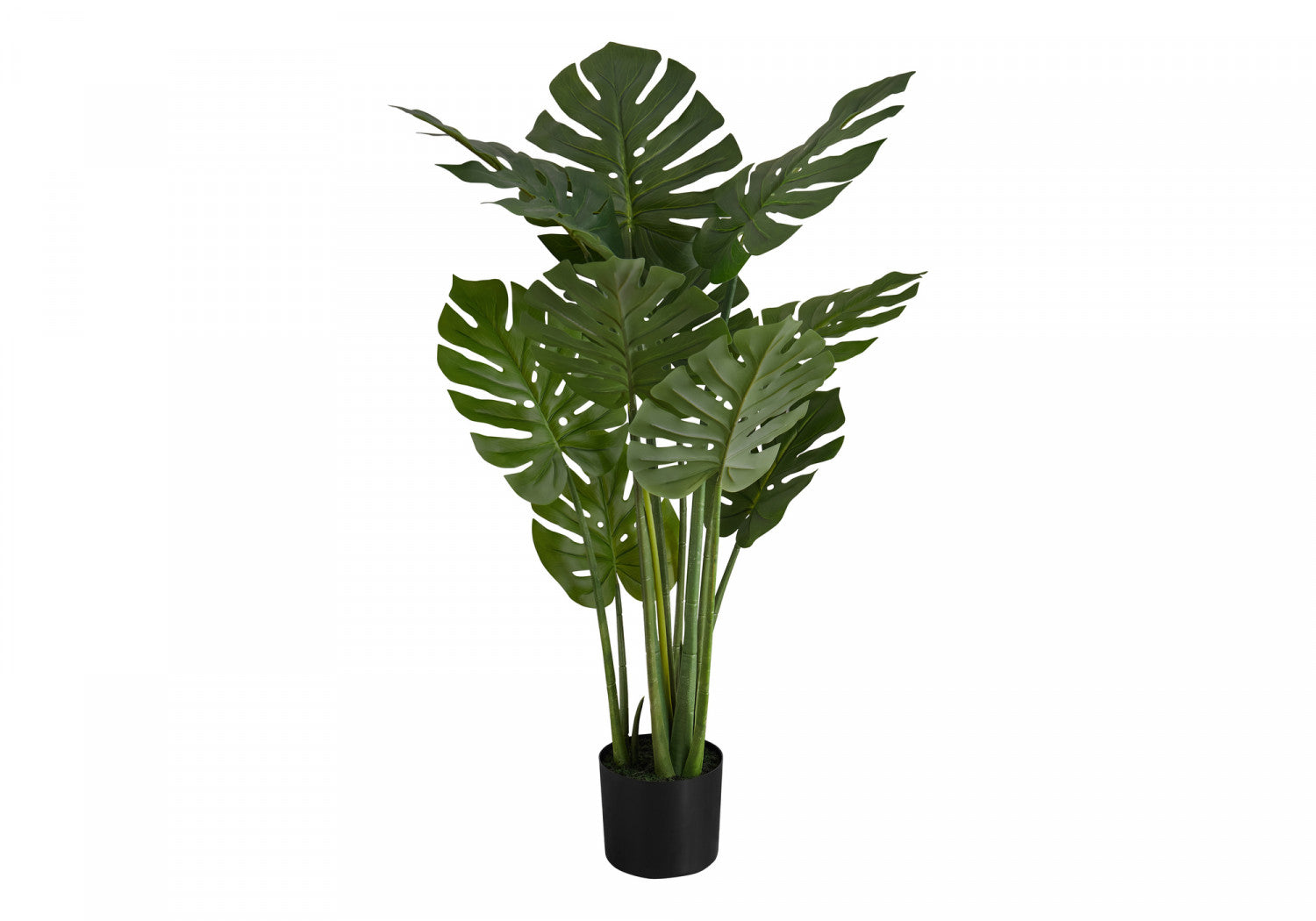 45 Pcs Monstera Deliciosa Plants with 6 Black Nursery Pots - Tropical Indoor Houseplants for Home Decor, Office, and Garden Planting