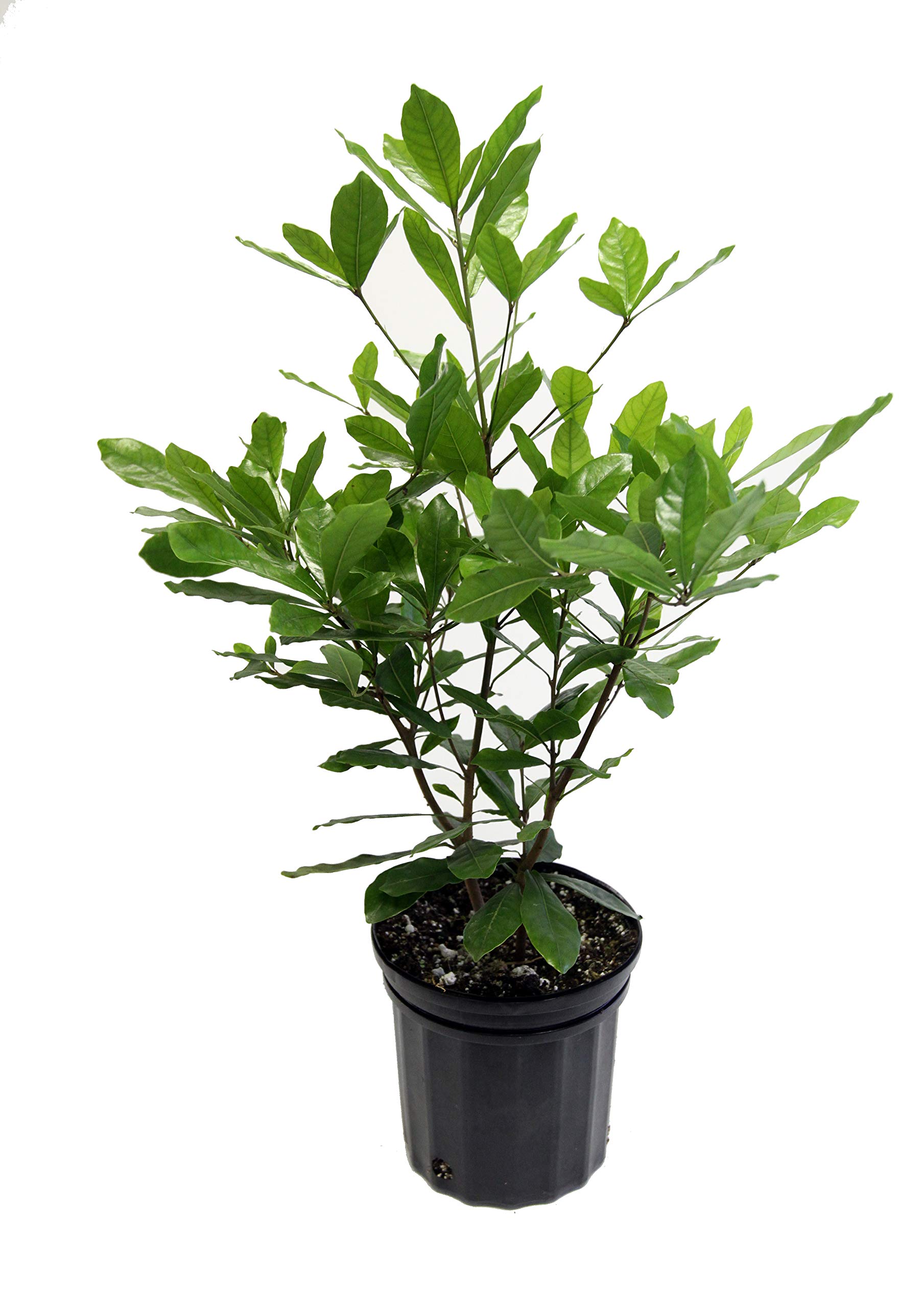 Miracle Fruit Plant (Synsepalum dulcificum) - 1 Gallon Pot | Sweet Flavor Enhancer | Perfect for Home Gardens, Indoor Plants & Tropical Landscaping