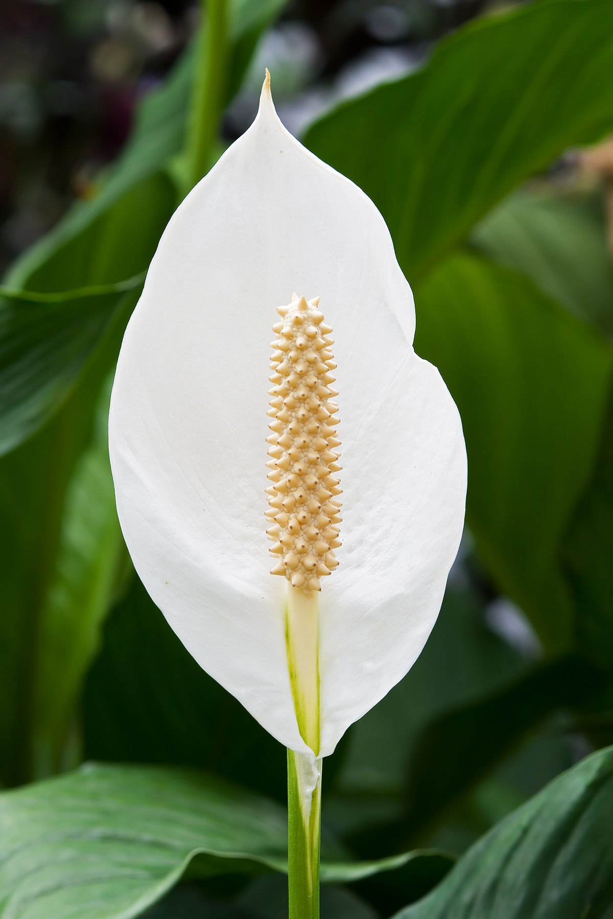 Peace Lily Live Plant - Spathiphyllum in 6 Inch Pot | Air Purifying Indoor Houseplant for Home, Office & Bedroom Decor | Low Maintenance Houseplant Gift Idea