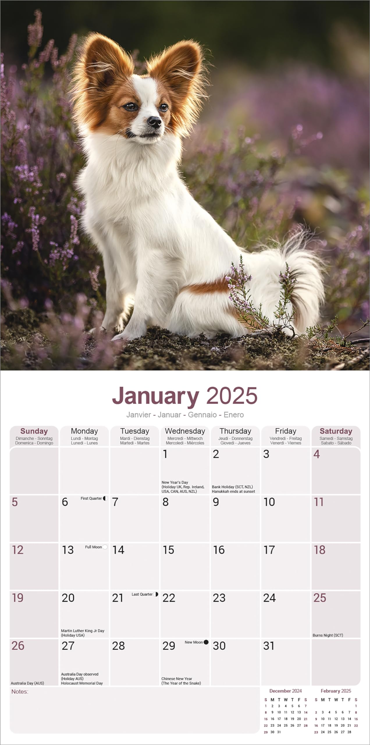 2025 Papillon Dog Breed Wall Calendar | 16-Month Square Pet Calendar for Home & Office Decor | Perfect Gift for Dog Lovers