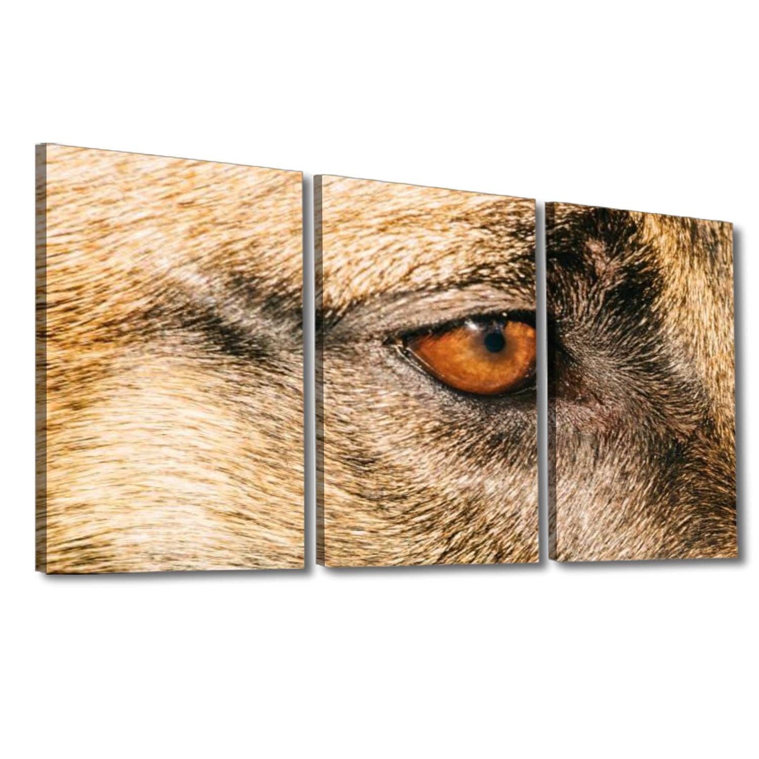 Belgian Malinois Dog Eye Canvas Print - Framed Wall Art Painting for Home & Office Decor | Ready to Hang | Perfect for Living Room, Bedroom & Pet Lover Gifts