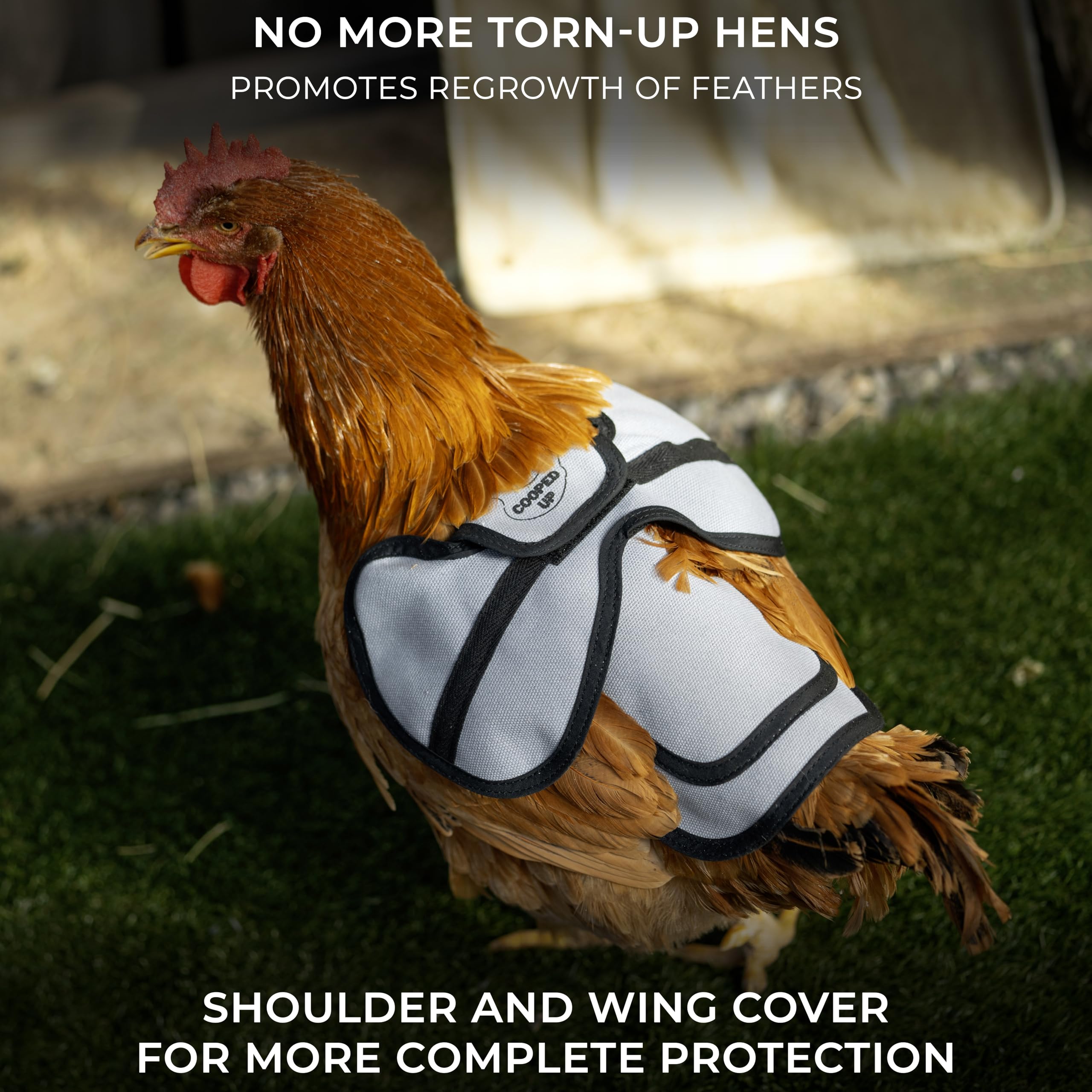 COOPED UP Adjustable Chicken Saddle for Medium-Large Hens - Breathable Canvas Wing Protector with Secure Straps (Blue) | Prevent Feather Loss & Pecking Injuries for Backyard Chickens