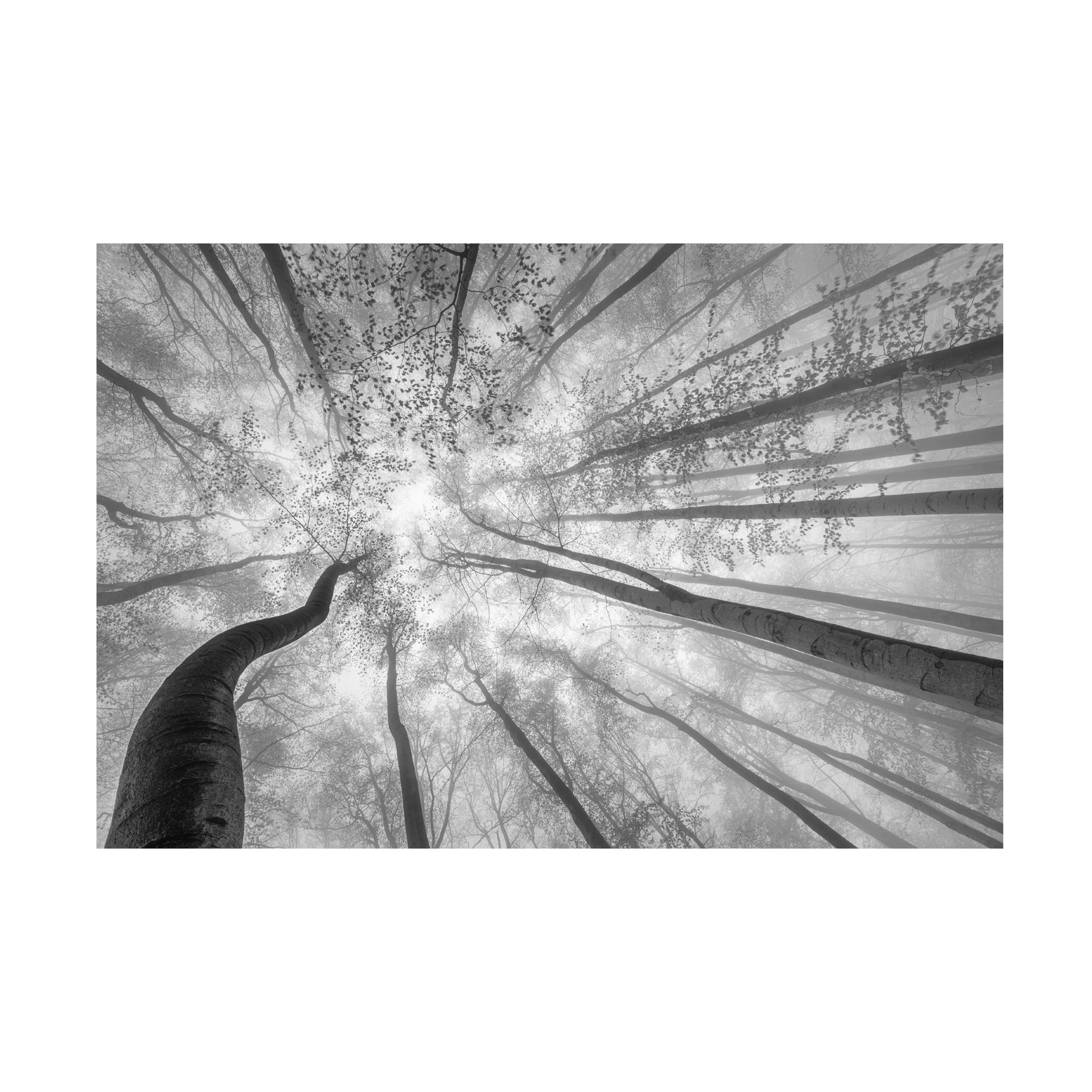 Trademark Fine Art 'Spring Crown Of Trees' Canvas Wall Art by Tom Pavlasek - Nature Landscape Painting for Living Room, Bedroom & Office Decor
