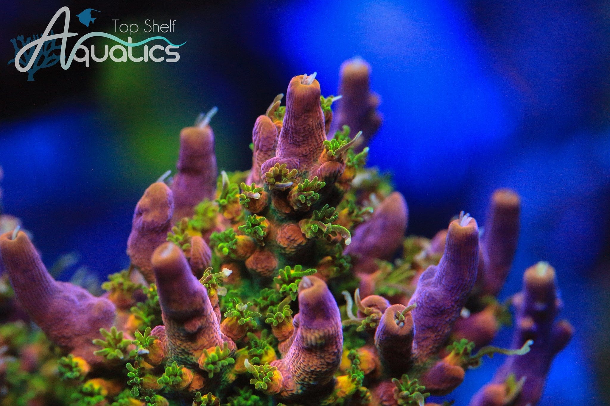 Premium CC Voodoo Majick Acropora Coral for Saltwater Aquariums - Vibrant Live Coral for Reef Tanks & Marine Aquascaping