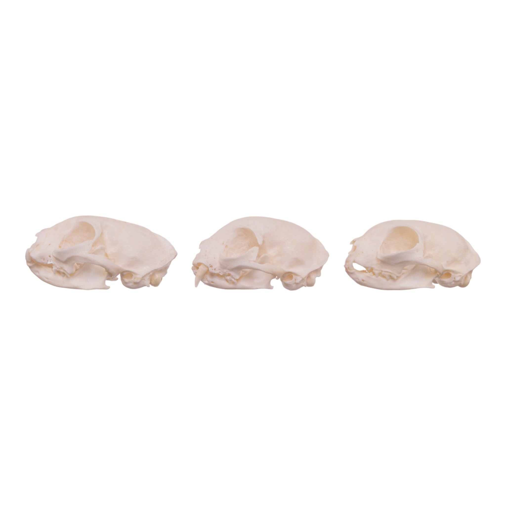 Authentic Domestic Cat Skull Specimen - Missing Teeth (Single Piece) - Perfect for Veterinary Studies, Oddity Collections & Gothic Decor
