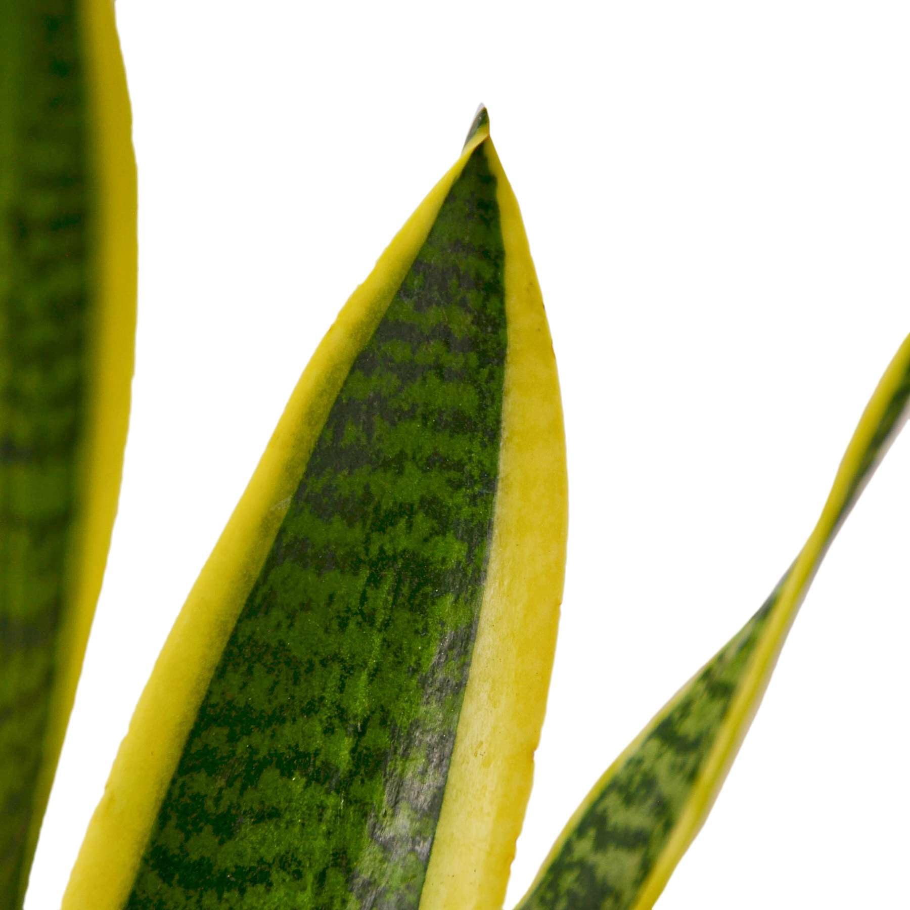 Snake Plant Laurentii (Sansevieria Trifasciata) - Live Indoor Houseplant in 4'' & 6'' Pot | Air Purifying Low Light Plant for Bedroom, Office & Living Room Decor | Mother-in-Law's Tongue Houseplant