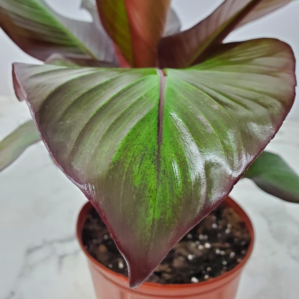 Ensete Maurelii Red Banana Tree Live Plant - 34