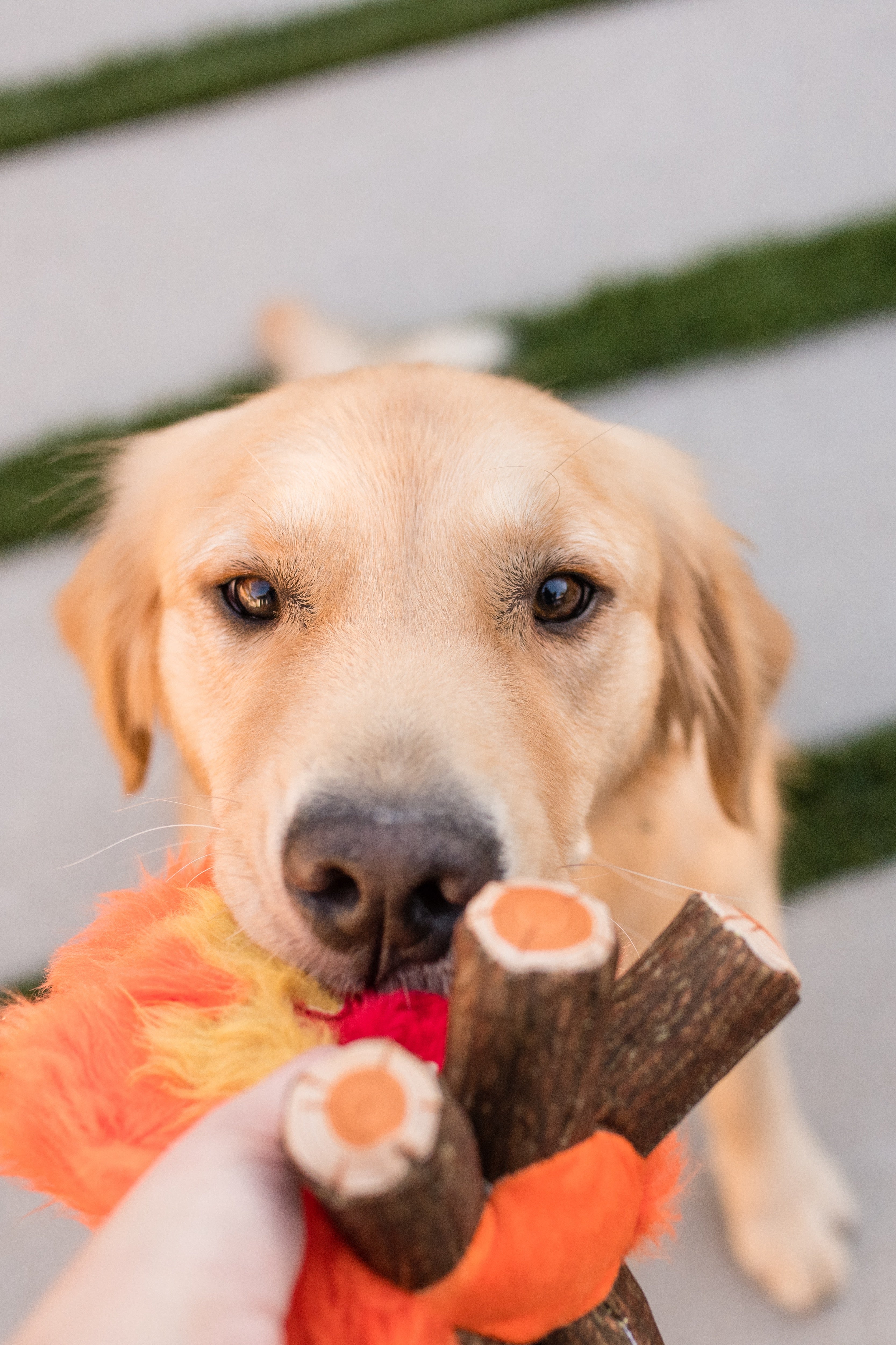La Fogata Dog Chew Toy - Camp Corbin™ Plush Squeaky Chew Toy for Dogs | Pet P.L.A.Y. | Perfect for Playtime, Training & Outdoor Adventures