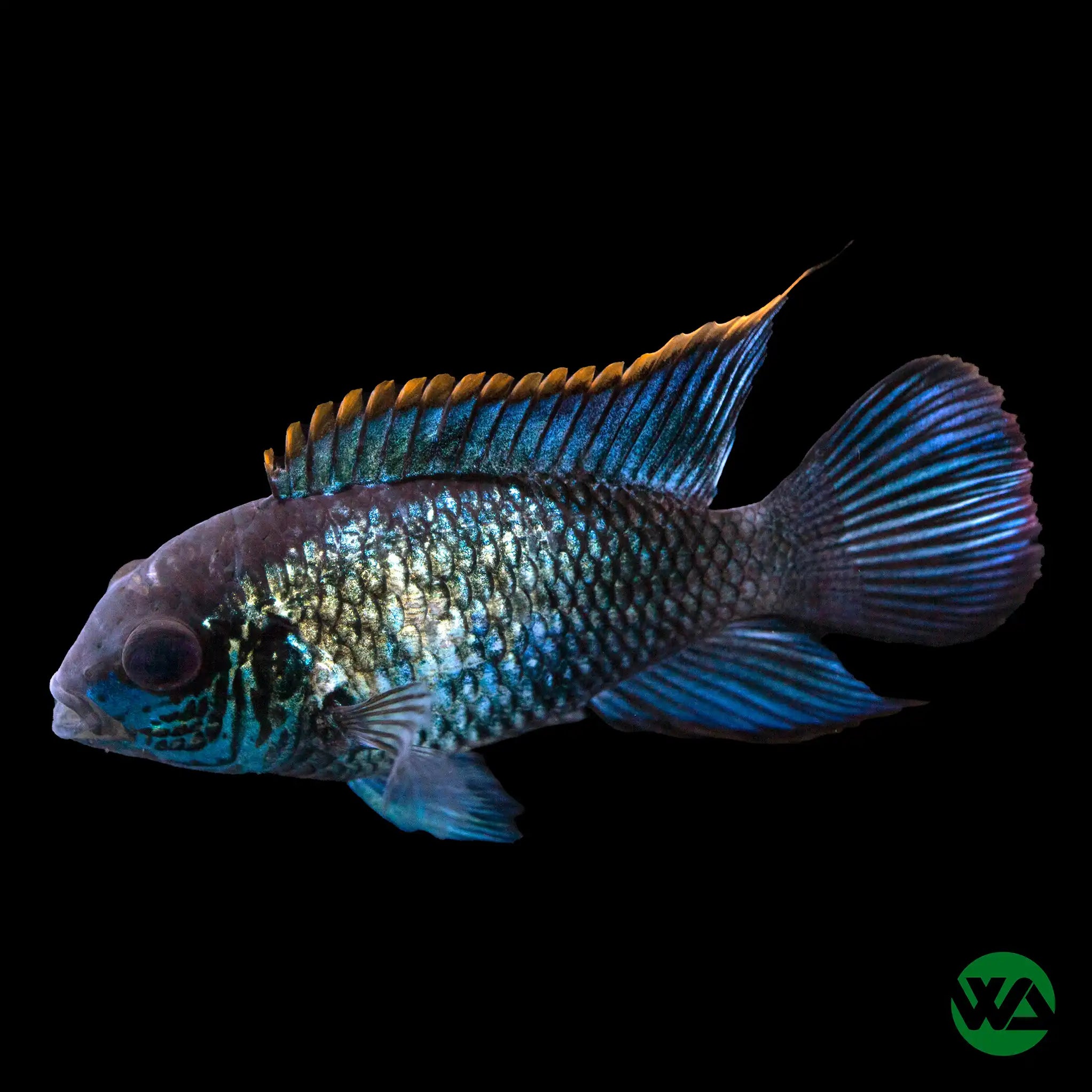 Electric Blue Acara Fish (Andinoacara pulcher) - Live Aquarium Fish for Freshwater Tanks, Stunning Blue Cichlid for Home & Office Aquariums