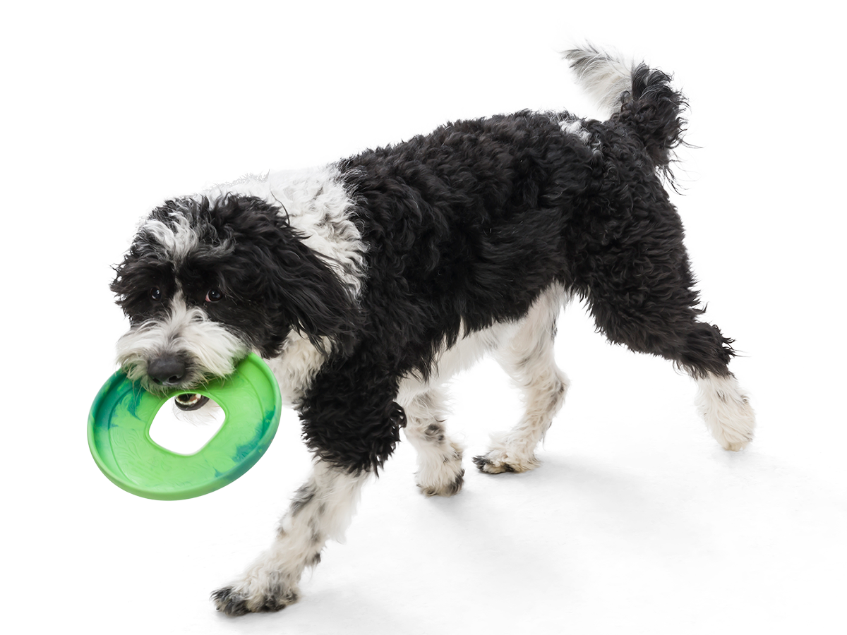 Saliz Seaflex Flying Disc Dog Toy - Durable & Waterproof Fetch Toy for Dogs, Outdoor Play & Beach Fun - Perfect for Active Dogs & Training