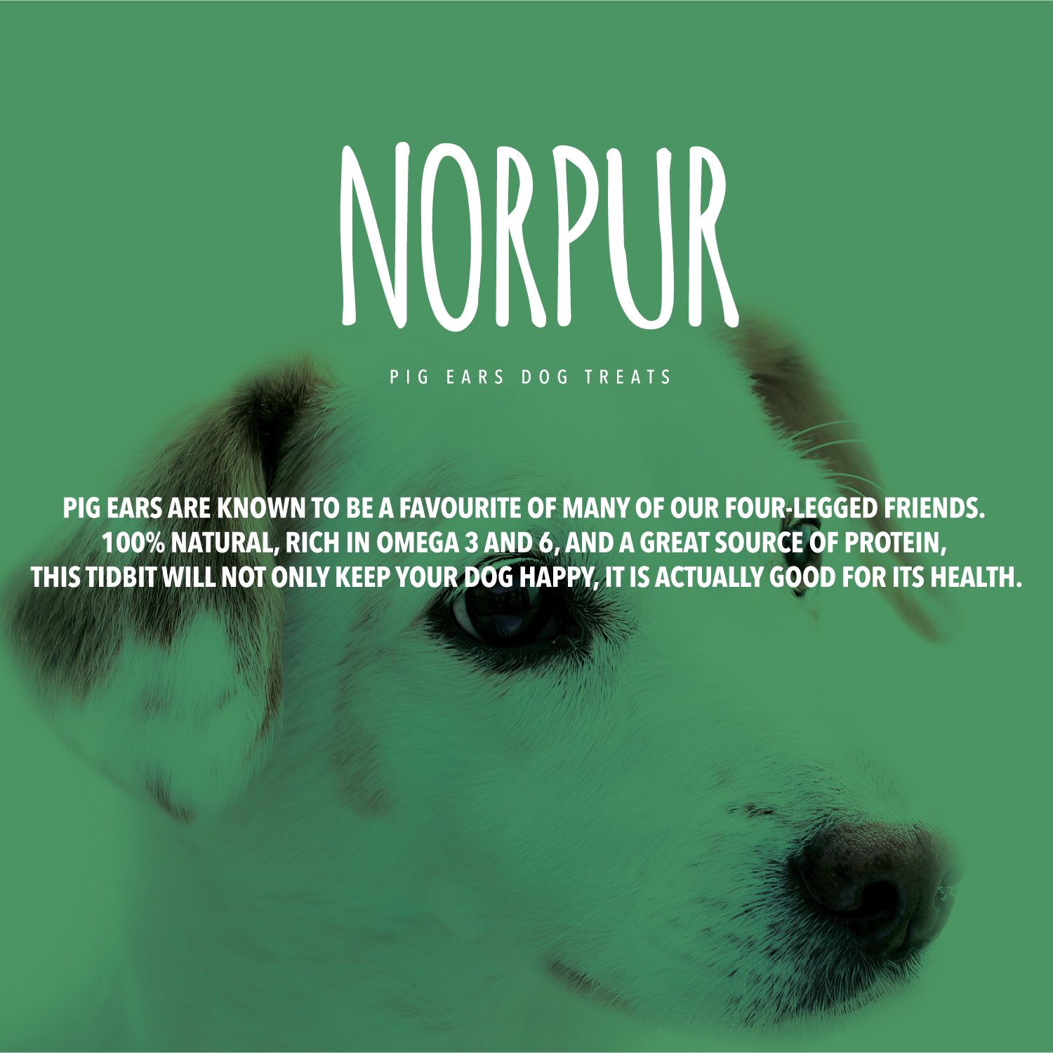 Norpur All-Natural Pig Ears Dog Treats - 10 Count | Canadian Made, Slow-Roasted & Oven-Baked | Promotes Healthy Skin & Shiny Coat | Helps Clean Teeth & Freshen Breath | Perfect for Training Rewards and Dental Care