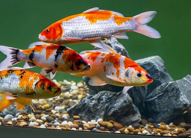 Japanese Small Size Koi Fish - Live Colorful Ornamental Pond Fish for Outdoor Garden Ponds & Aquariums