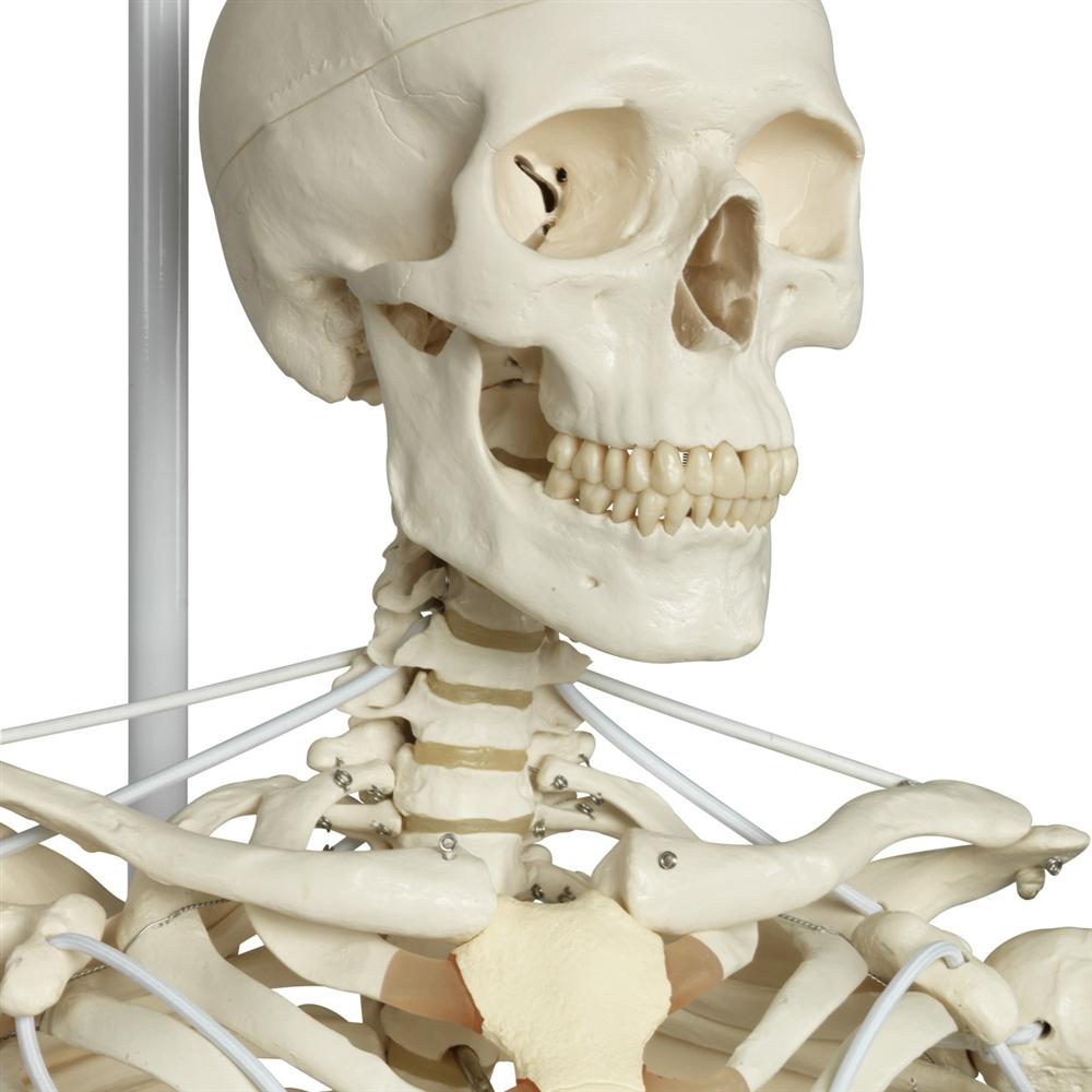 Posable Functional Skeleton Model - Frank Anatomical Figure for Medical Education & Halloween Decor | Perfect for Classroom, Doctor Office & Haunted House Displays