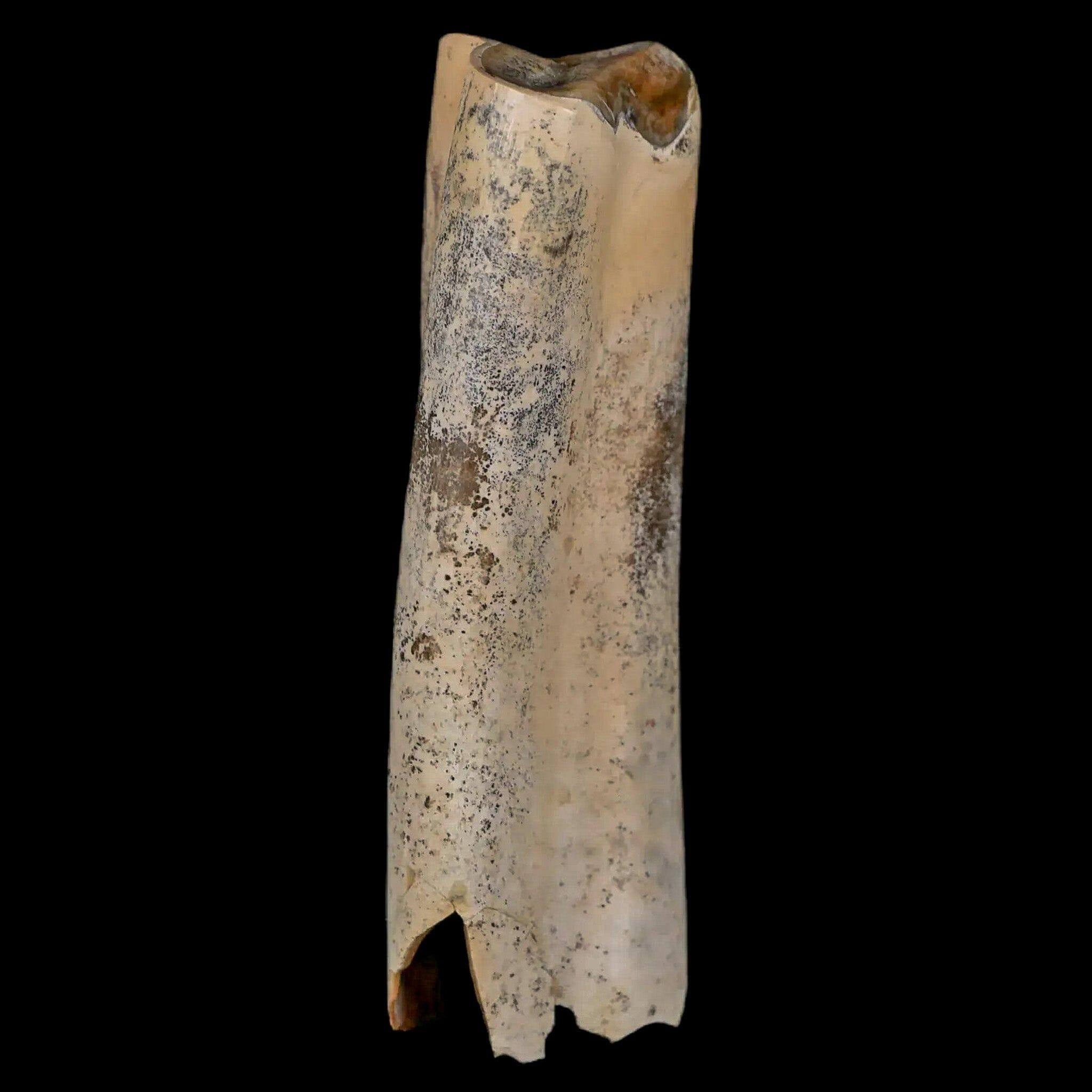 Authentic Lestodon Armatus Fossil Tooth - Giant Ground Sloth from Pleistocene Epoch, South America | Rare Prehistoric Specimen for Collectors, Paleontology Enthusiasts & Home Decor Displays