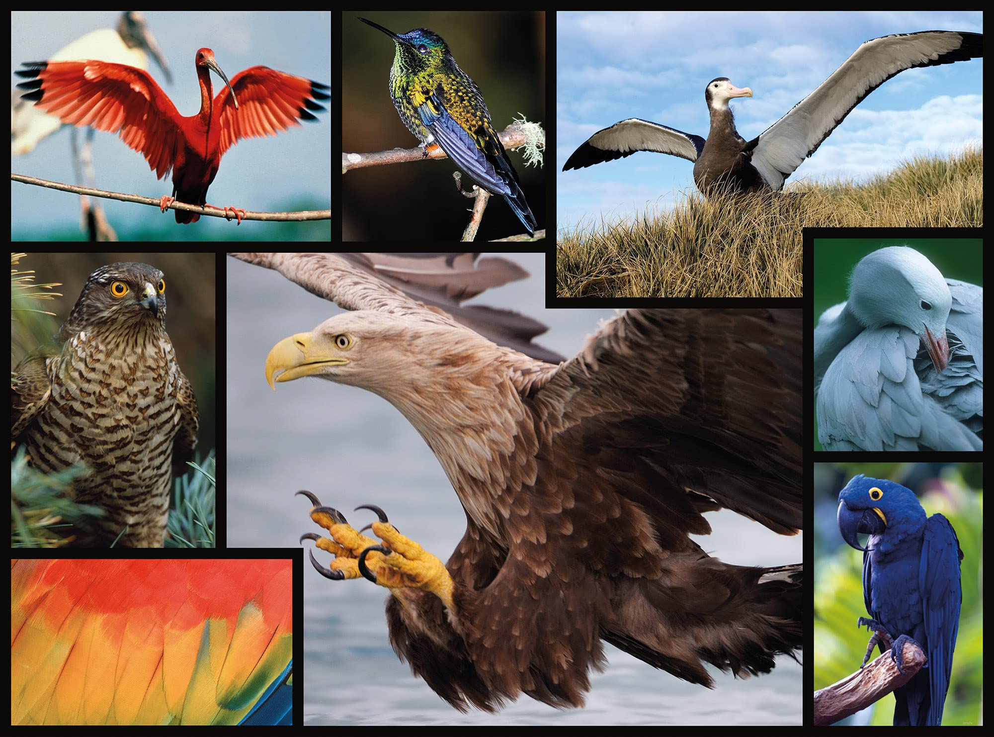 WWF Birds 1000 Piece Jigsaw Puzzle - Premium Quality Wildlife Puzzle for Adults & Teens - Perfect for Family Game Night, Relaxation & Home Decor